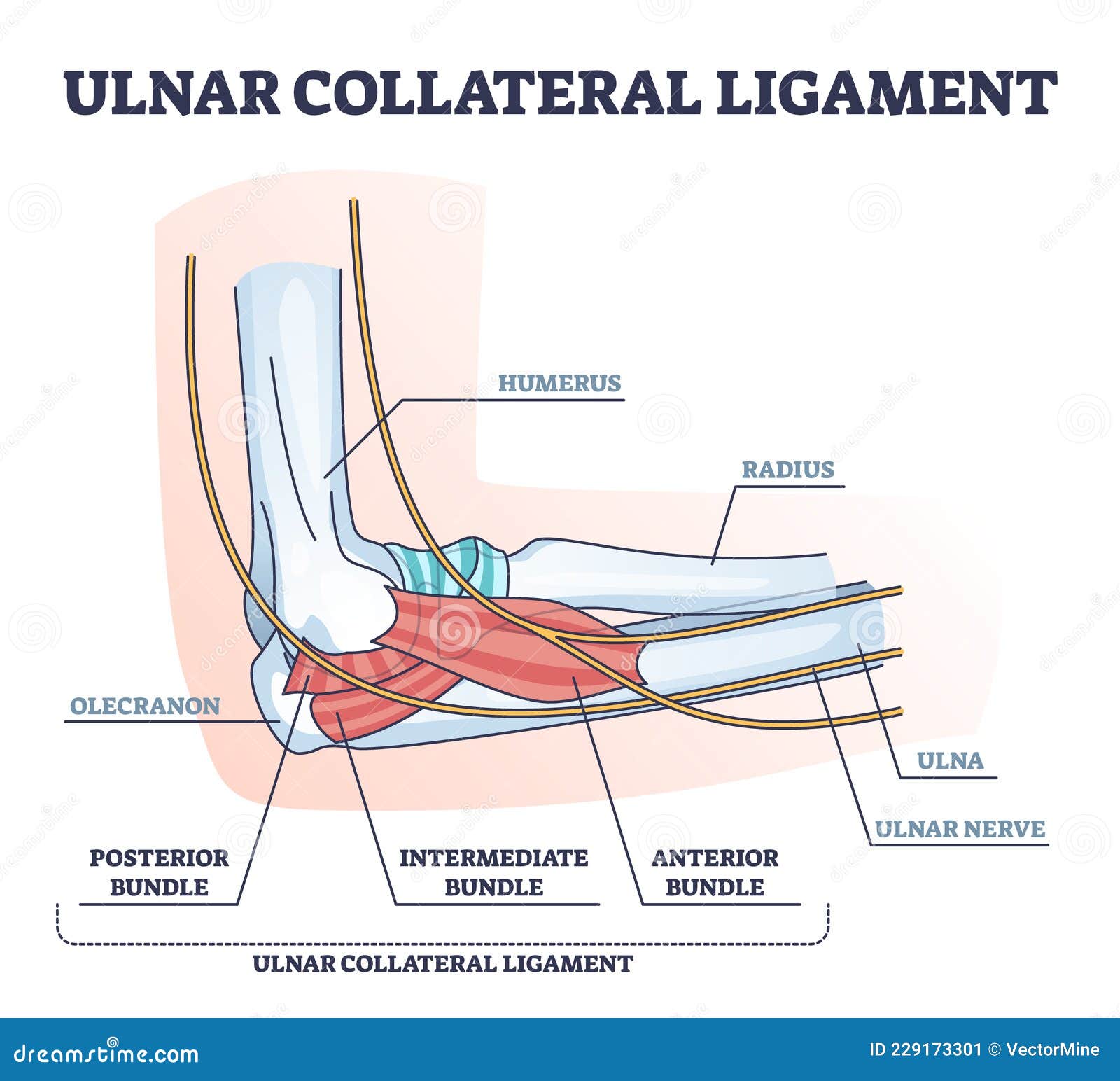 ulnar collateral ligament or ucl with anatomical structure outline diagram