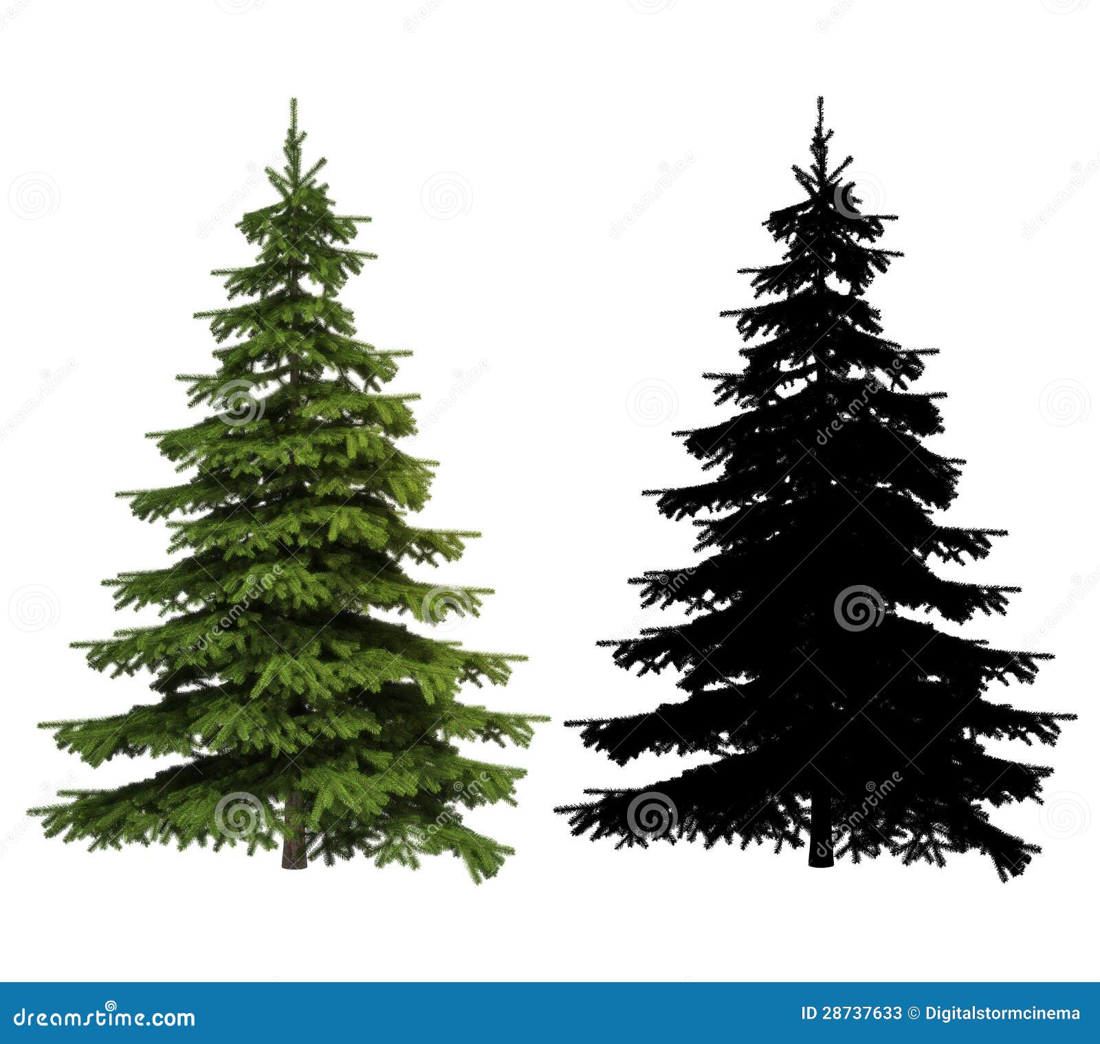 clipart spruce tree - photo #28