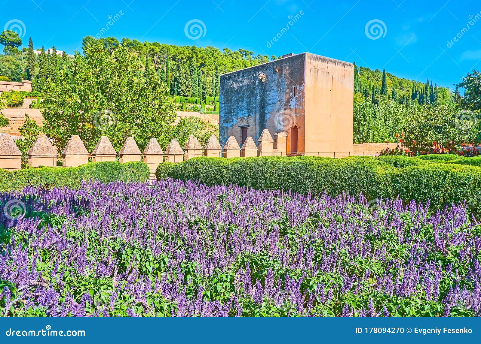 ultra violet salvia in alhambra garden, granada, spain
