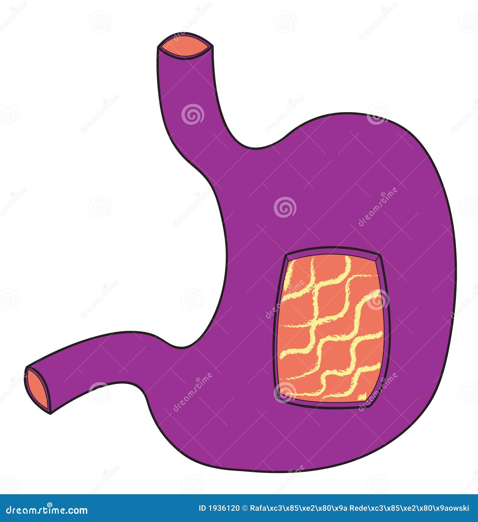 Ultraviolet stomach stock vector. Illustration of membrane 1936120