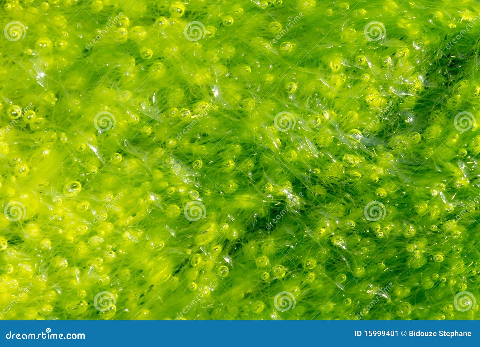 ulva alga background