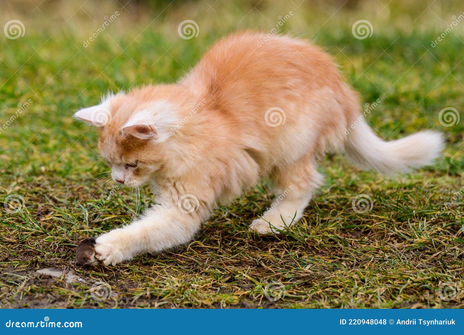 Um gato brinca com uma bola de linha jogos de animais de estimação