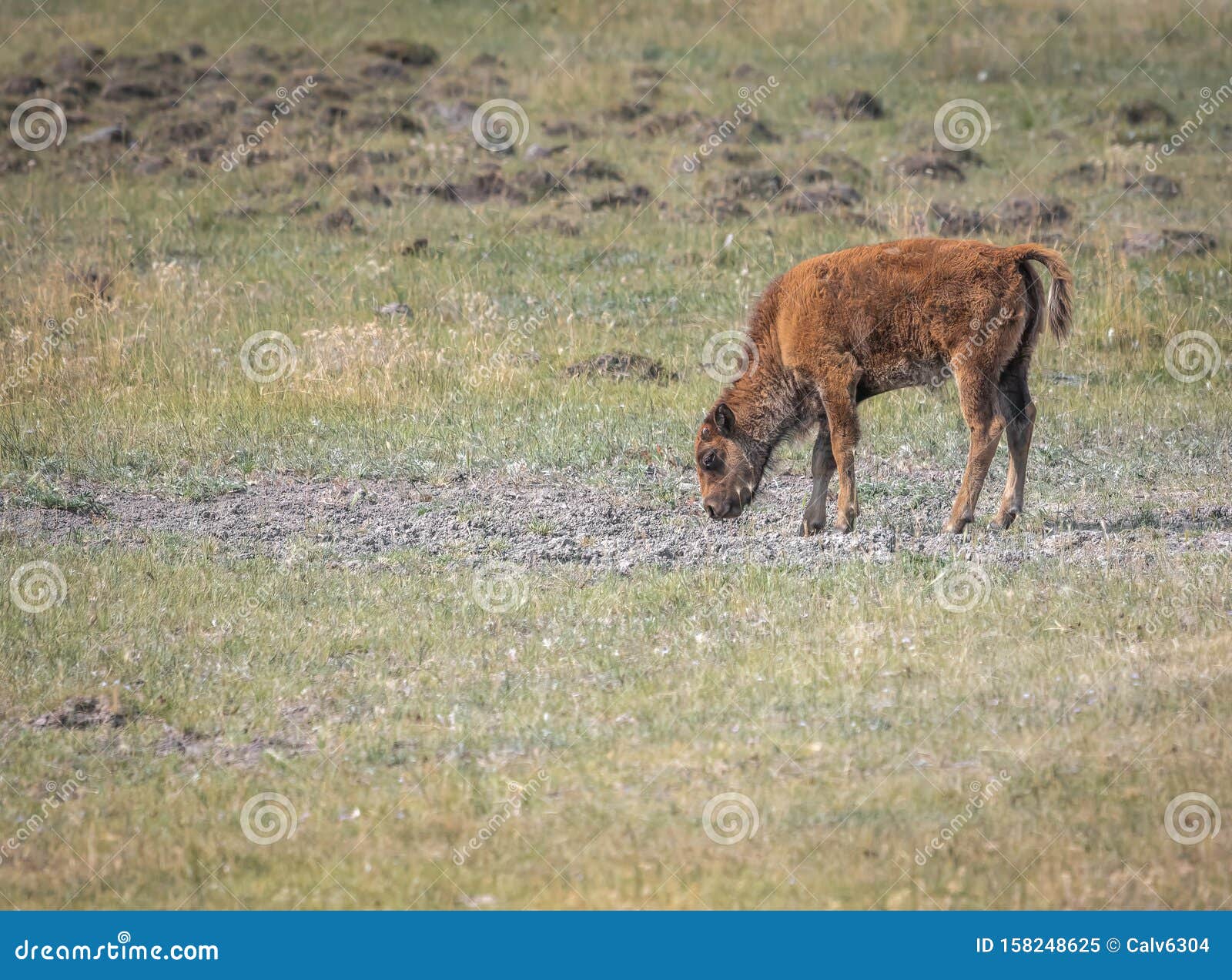 Os animais que já invadiram o campo