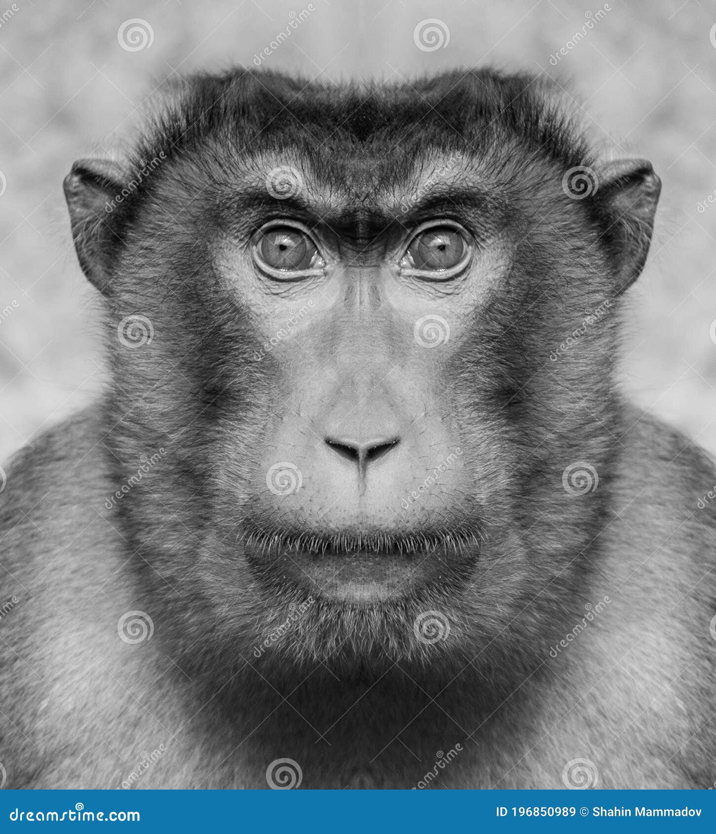 Fundo Jovem Macaco Preto Está Olhando Para A Câmera Fundo, Fotos