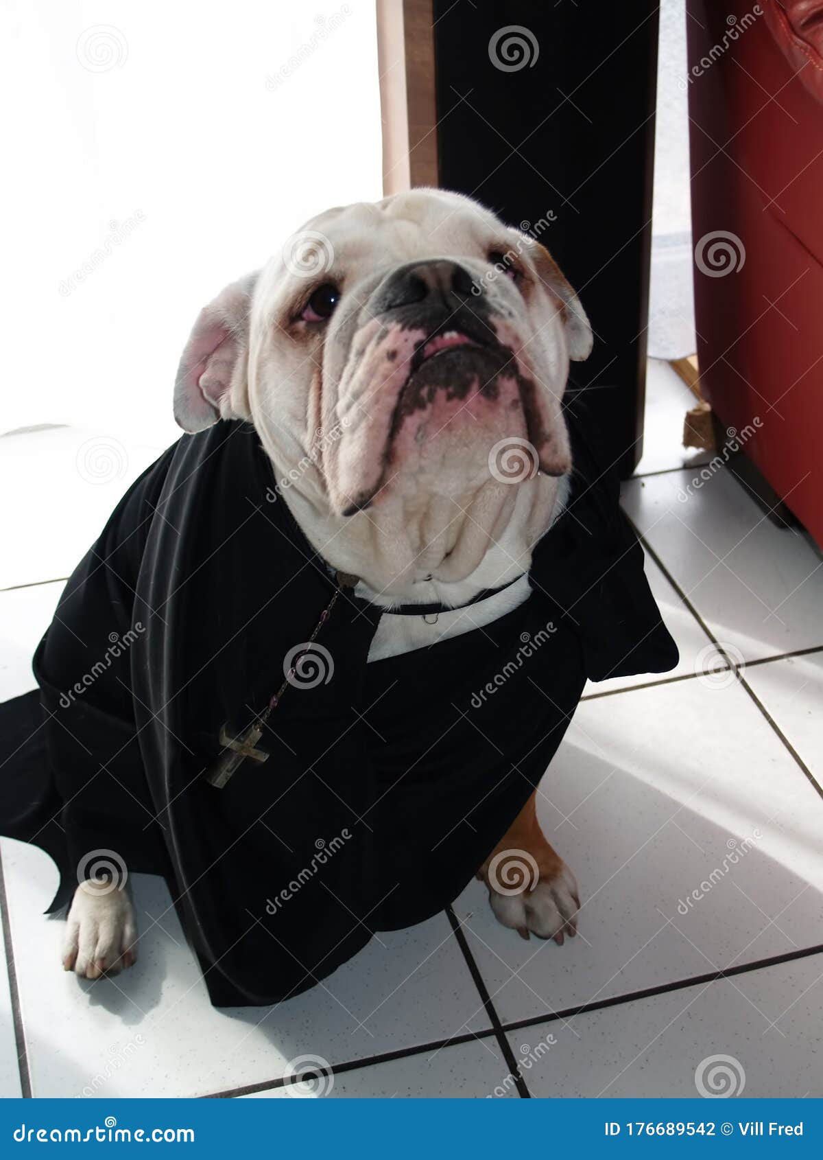 Um Buldogue Inglês Disfarçado De Irmã Cristã Foto de Stock