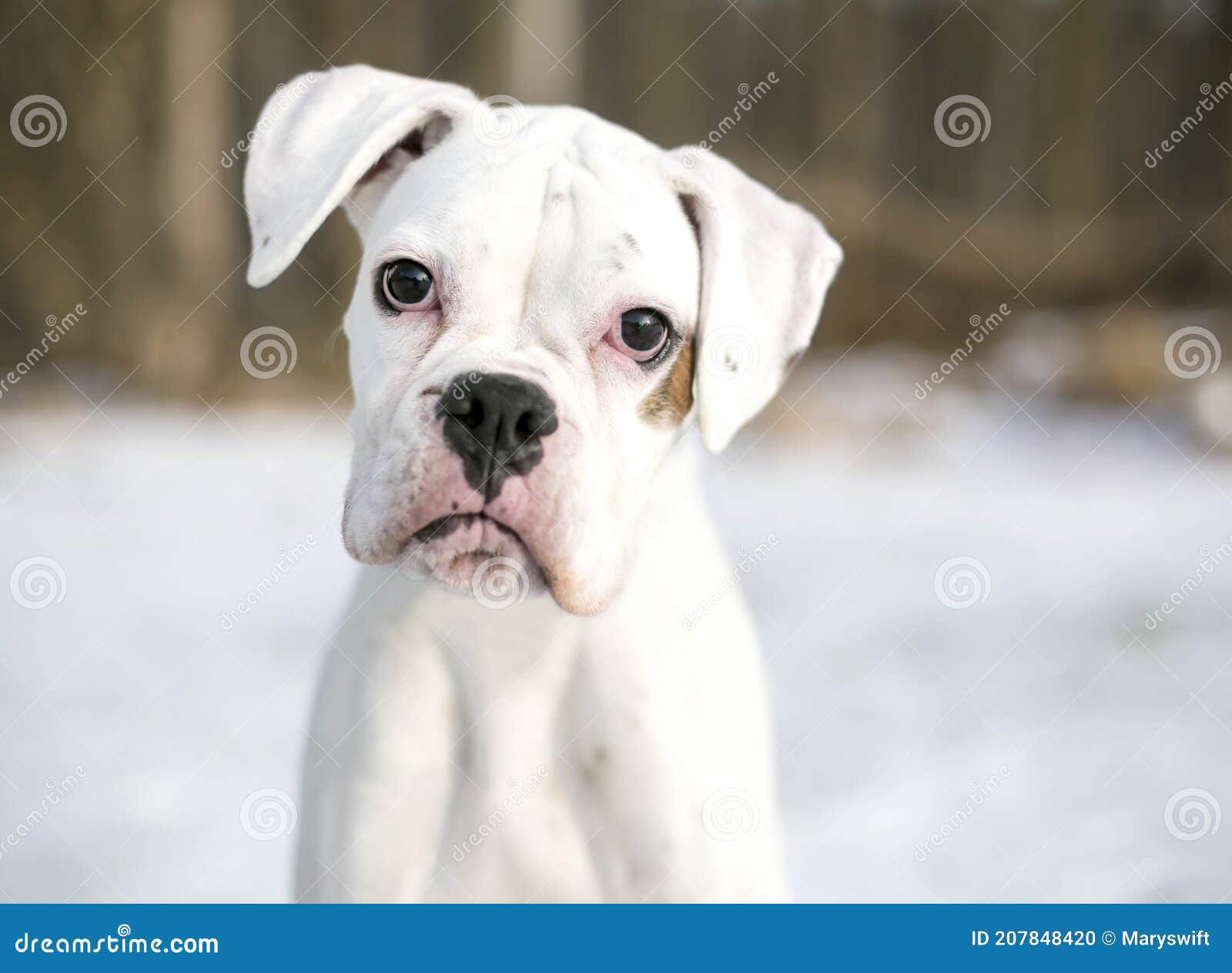 Um Cachorrinho Branco No Exterior Na Neve Foto de Stock - Imagem