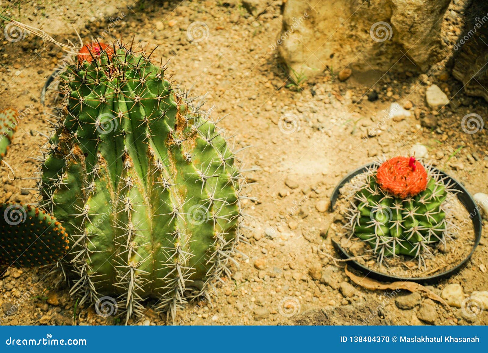 Um Cacto Pequeno Arredondado Com Forma E Ponto Do Tambor Com Flor Vermelha  Da Flor Em Superior - Foto Bogor Foto de Stock - Imagem de agulha, cactos:  138404370