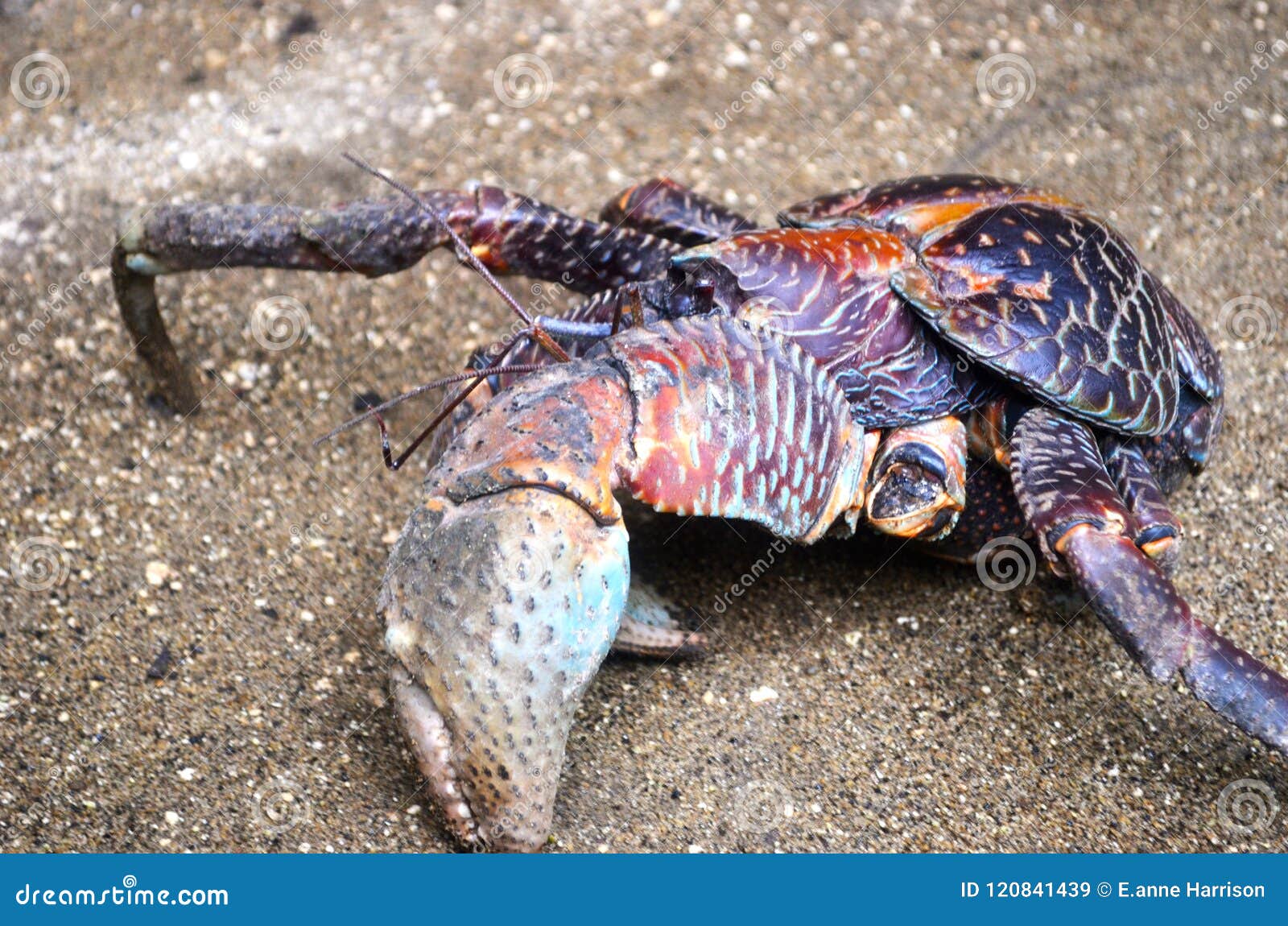 Um Caranguejo-de-coco a Caminhar Por Um Caminho De Cascalho Imagem de Stock  - Imagem de vida, nave: 120841439, image size:1600x1150