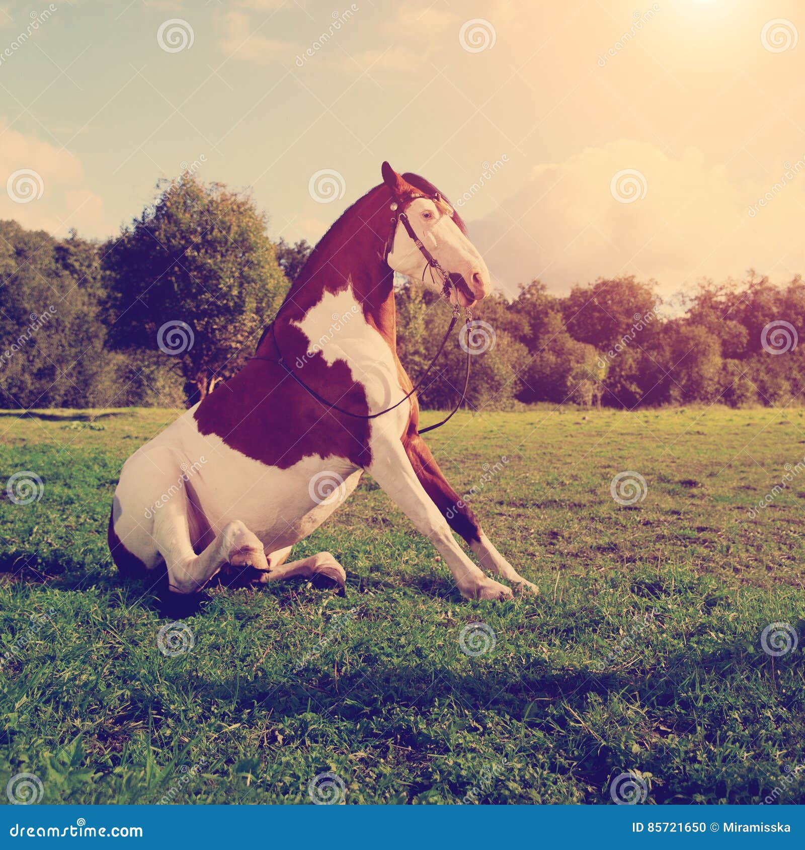 Cavalo Está Sentado Na Frente De Um Fundo Escuro, Fotos De Cavalos A Venda  Imagem de plano de fundo para download gratuito