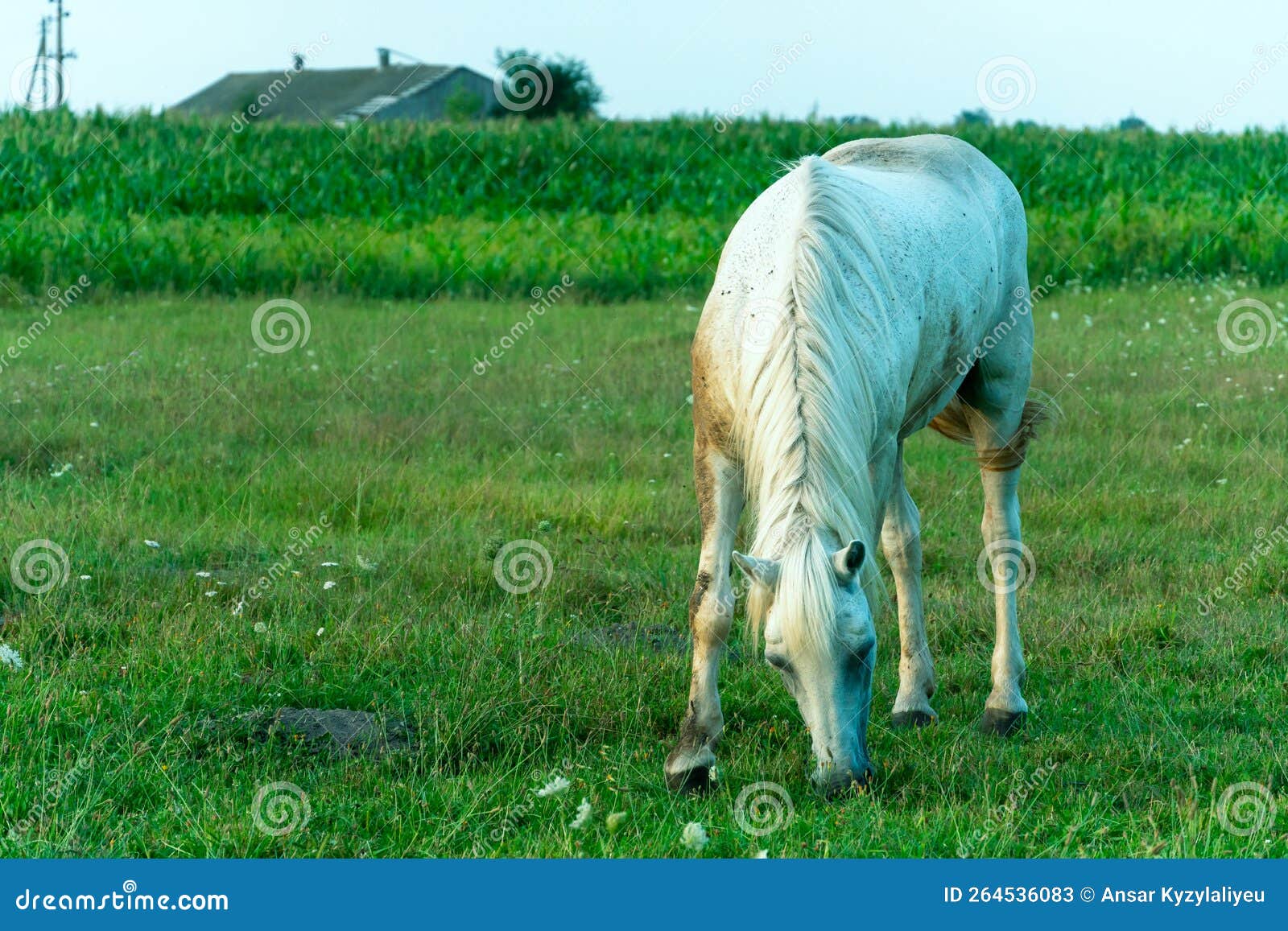 Por que comemos carne de vaca, mas não comemos carne de cavalo