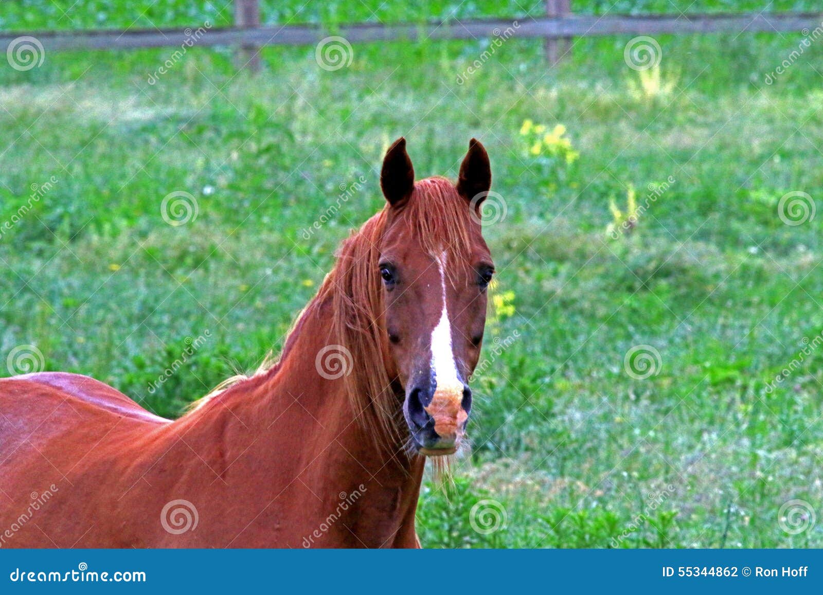 Os Mais Lindos Paint Horses: Uma Apresentação Cativante, image size:1600x1157