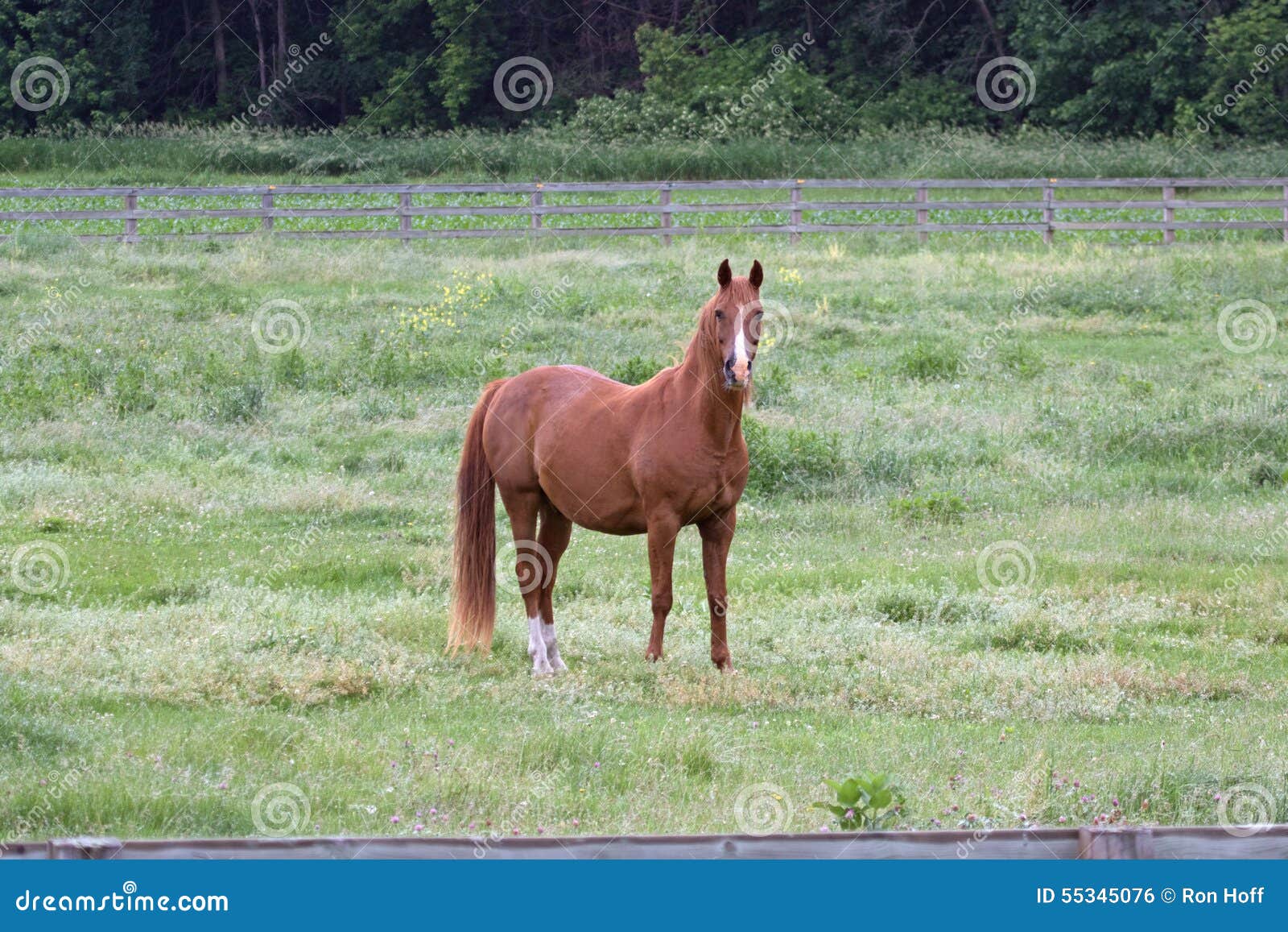 A Beleza do Paint Horse no Brasil | TikTok, image size:1600x1157