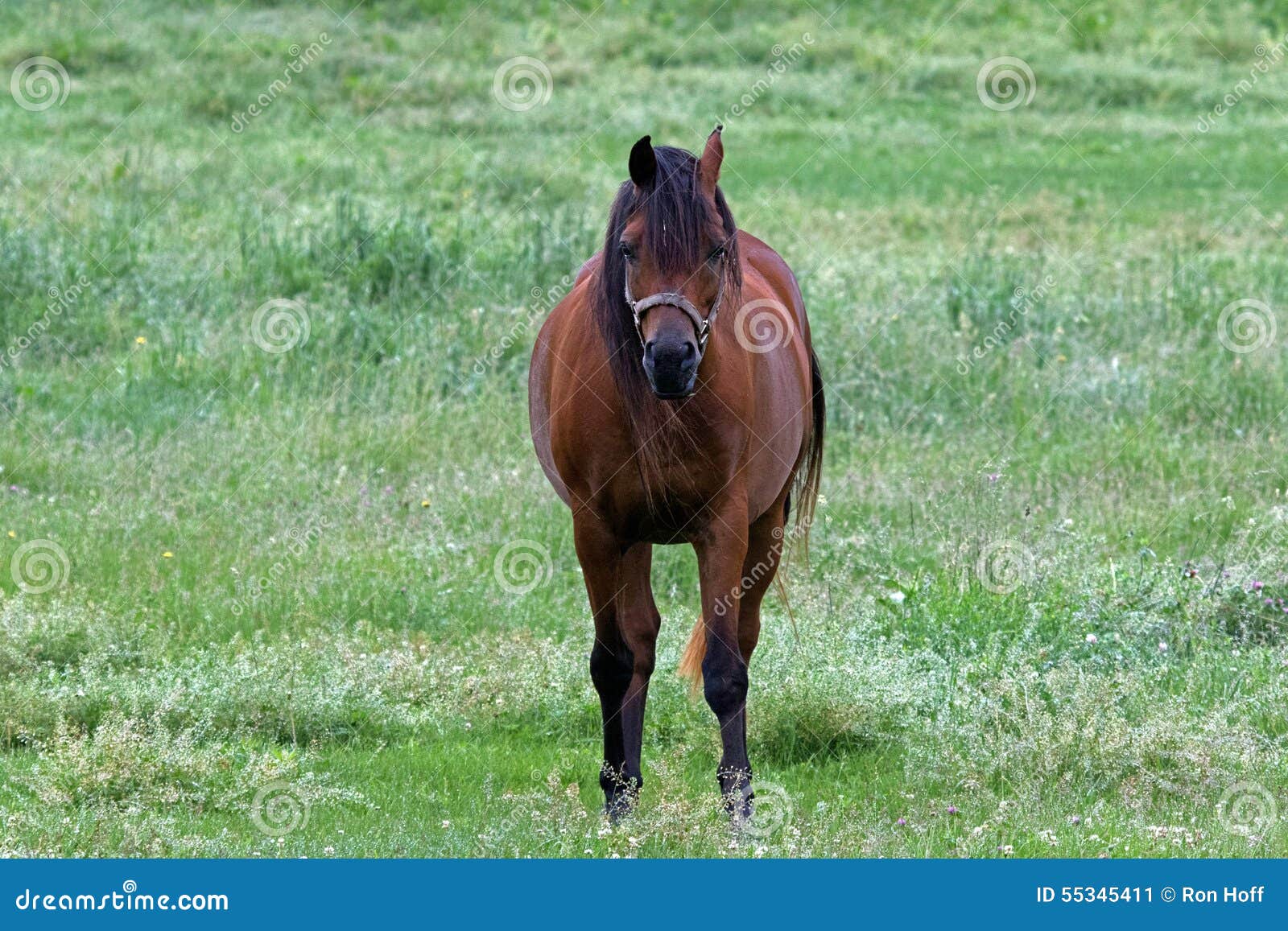 Cavalos dos sonhos! Compartilhem e comentem! : r/Equestrian, image size:1600x1157