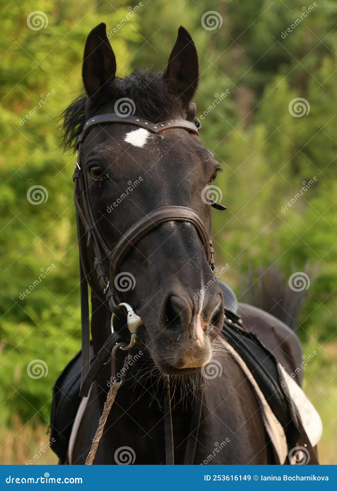 Retrato de cavalo preto pulando cerca contra o pano de fundo do