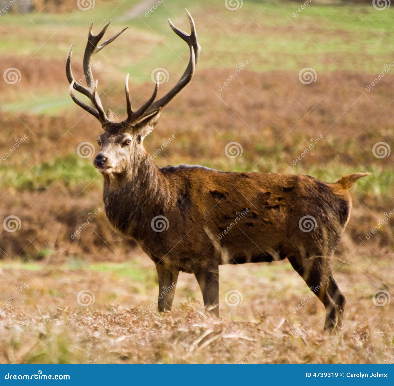 Um cervo adulto imagem de stock. Imagem de adulto, animal 4739319