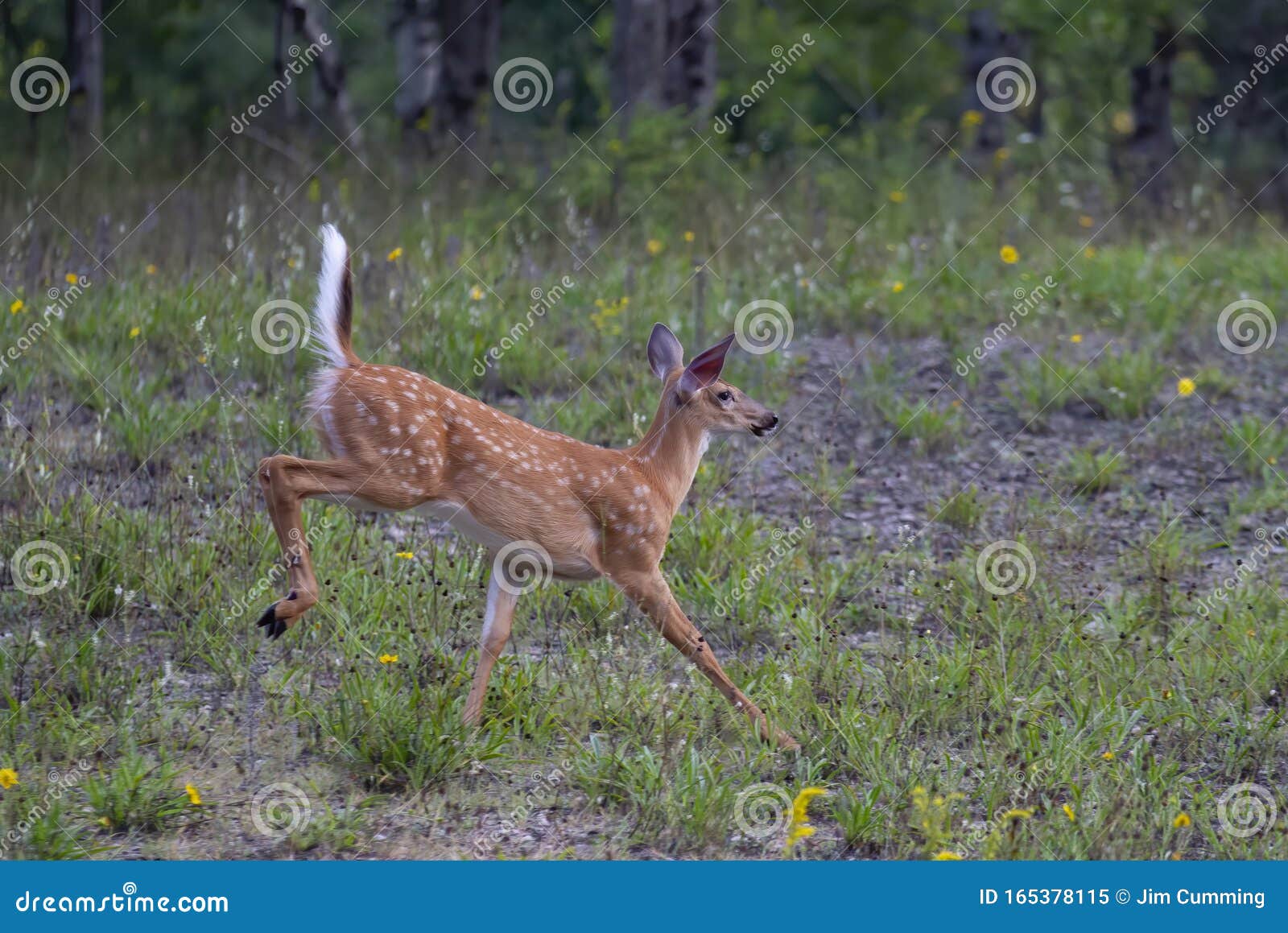 Linda Corça De Cervo De Cauda Branca No Retrato Animal Da Floresta Imagem e  Fotografia Gratuitas 211219795.