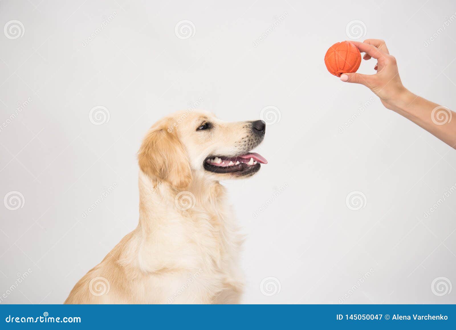 Um cão de goleiro deitado sobre branco com um brinquedo. Feliz e sorridente cão-puteiro Golden Retriever deitado na cama de cão sobre branco com brinquedo de bola