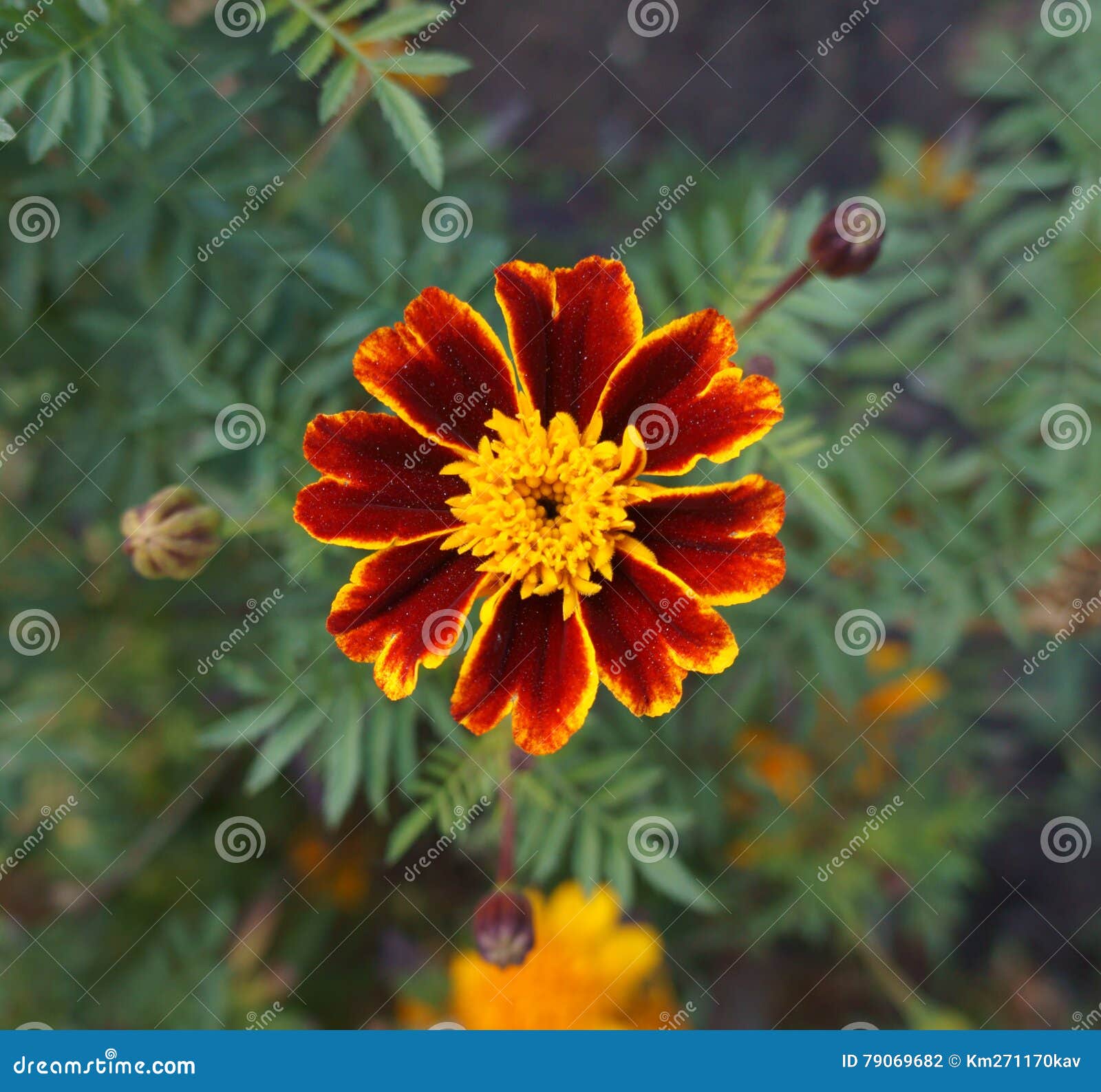 Um Flor Vermelha E Alaranjada Do Cravo-de-defunto Francês Foto de Stock -  Imagem de francês, pétala: 79069682