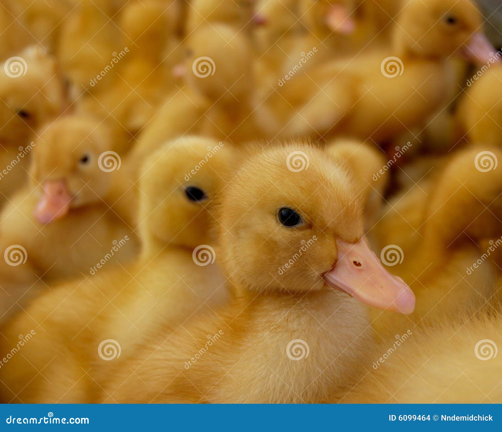 Um focalizou o patinho e muito pato-bebê pequeno em t. Um focalizou o patinho e muito pato-bebê pequeno amarelo no fundo