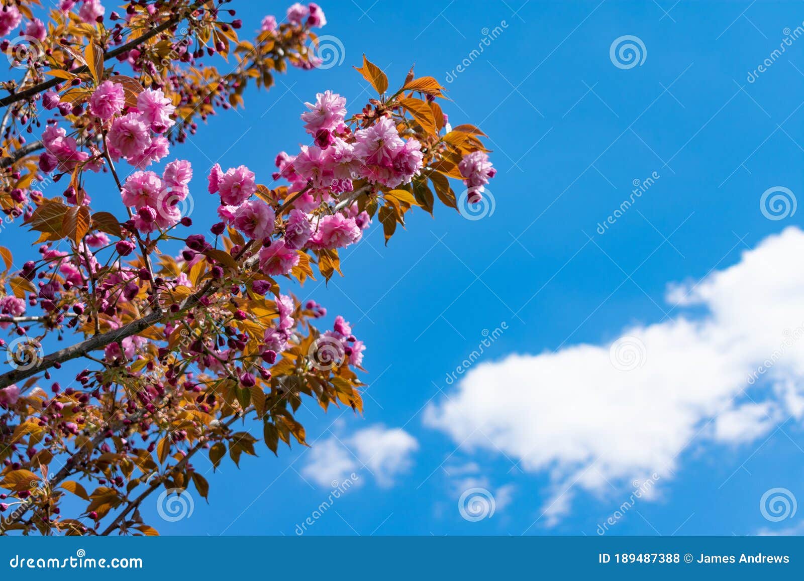 Um prédio rosa e branco com uma árvore ao fundo que diz flor de cerejeira.