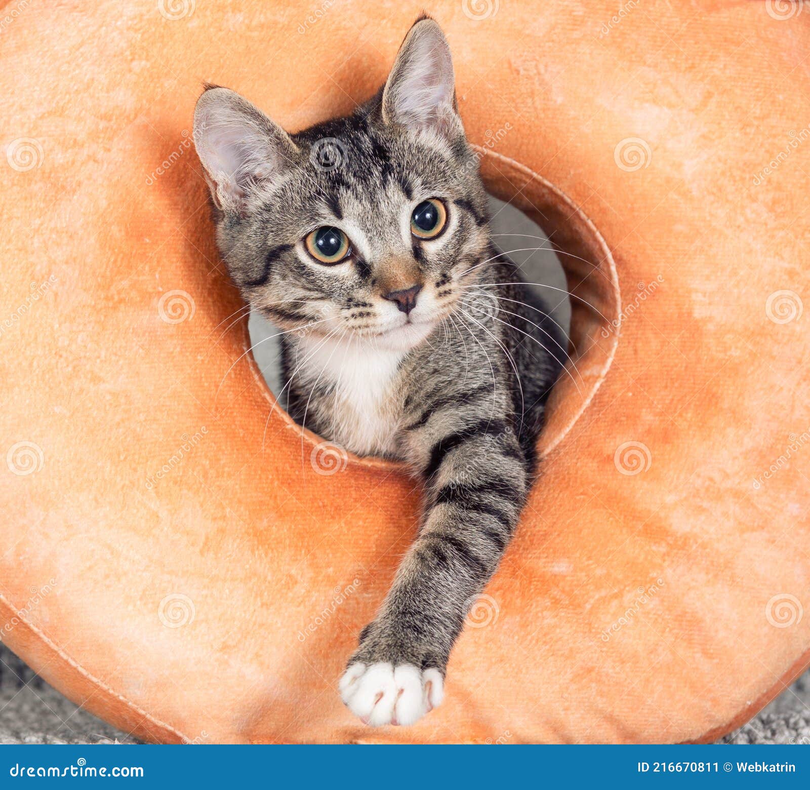 Um Gatinho De Macaco Listrado Brinca Com Um Travesseiro De Laranja Com Um  Buraco No Meio. Foto de Stock - Imagem de furo, jogo: 216670838