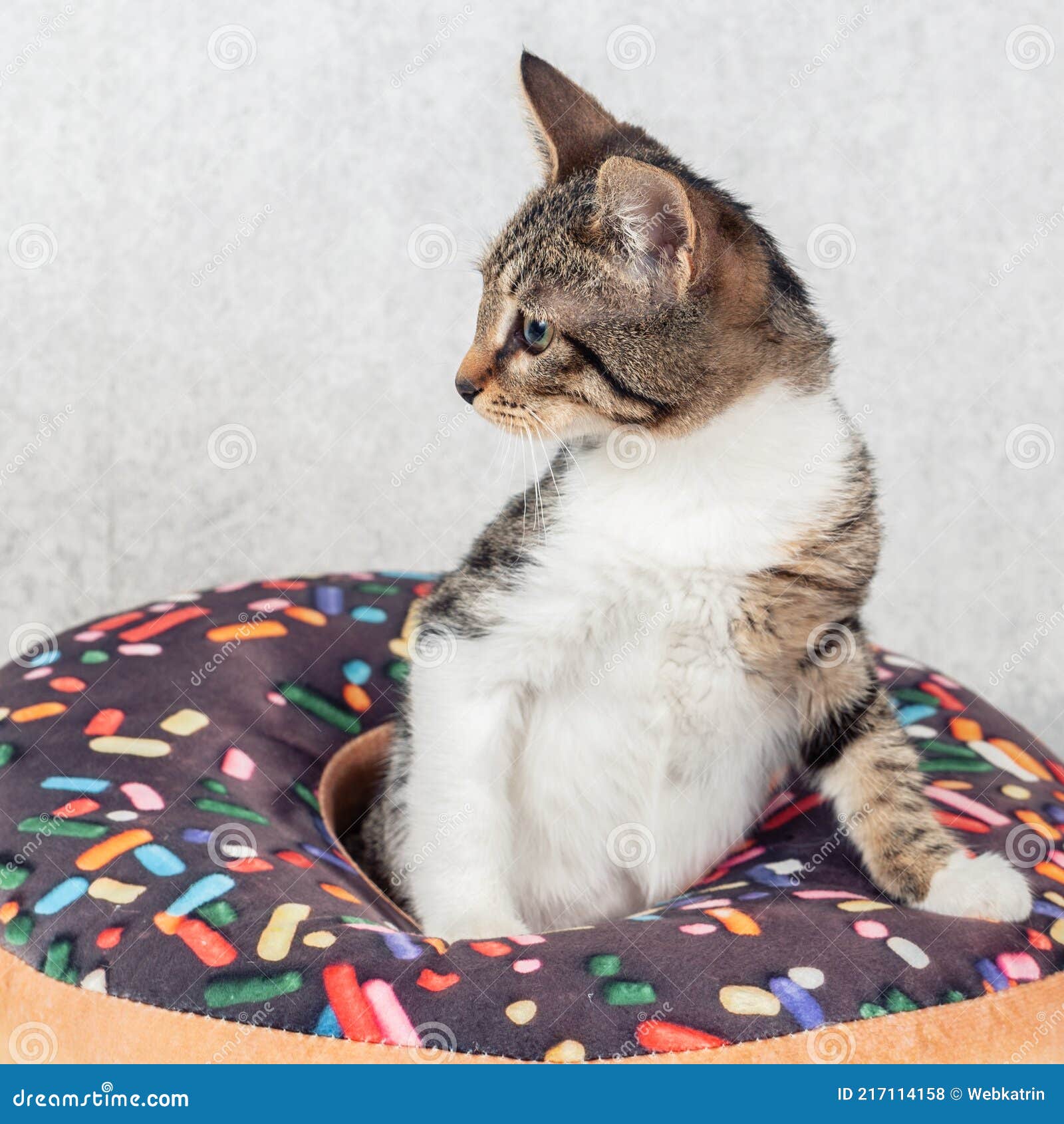 Um Gatinho De Macaco Listrado Brinca Com Um Travesseiro De Laranja Com Um  Buraco No Meio. Imagem de Stock - Imagem de pata, cinzento: 216670811