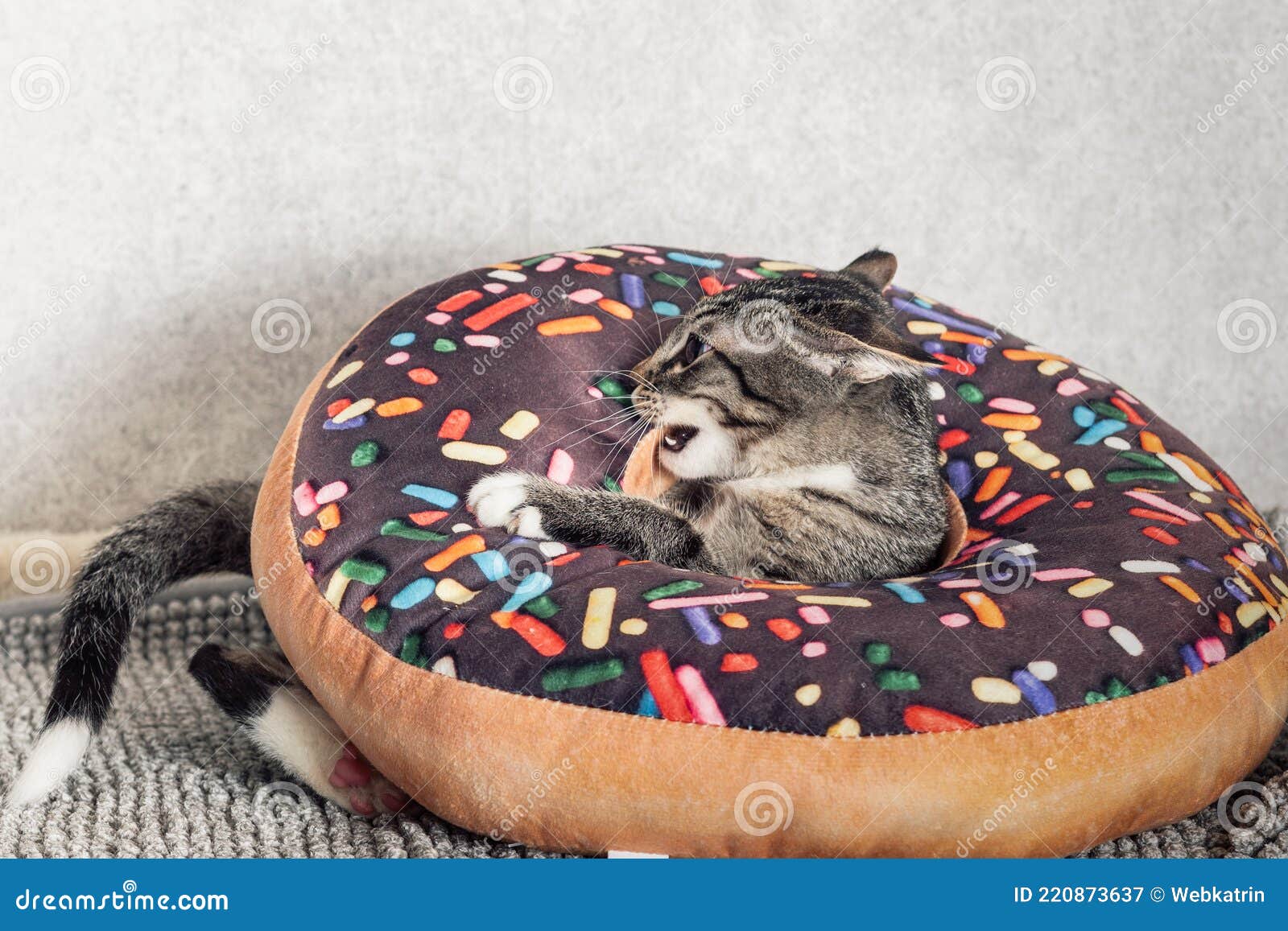 Um Gatinho De Macaco Listrado Brinca Com Um Travesseiro De Laranja Com Um  Buraco No Meio Foto de Stock - Imagem de animal, interior: 225278234