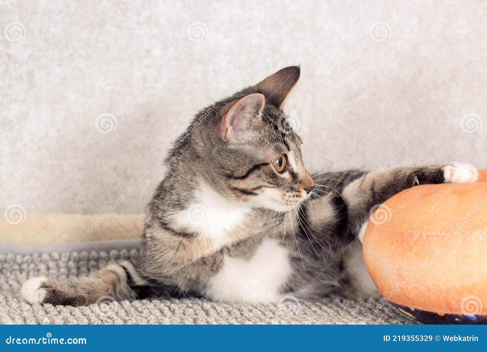 Um Gatinho De Macaco Listrado Brinca Com Um Travesseiro De Laranja Com Um  Buraco No Meio. Imagem de Stock - Imagem de pata, cinzento: 216670811