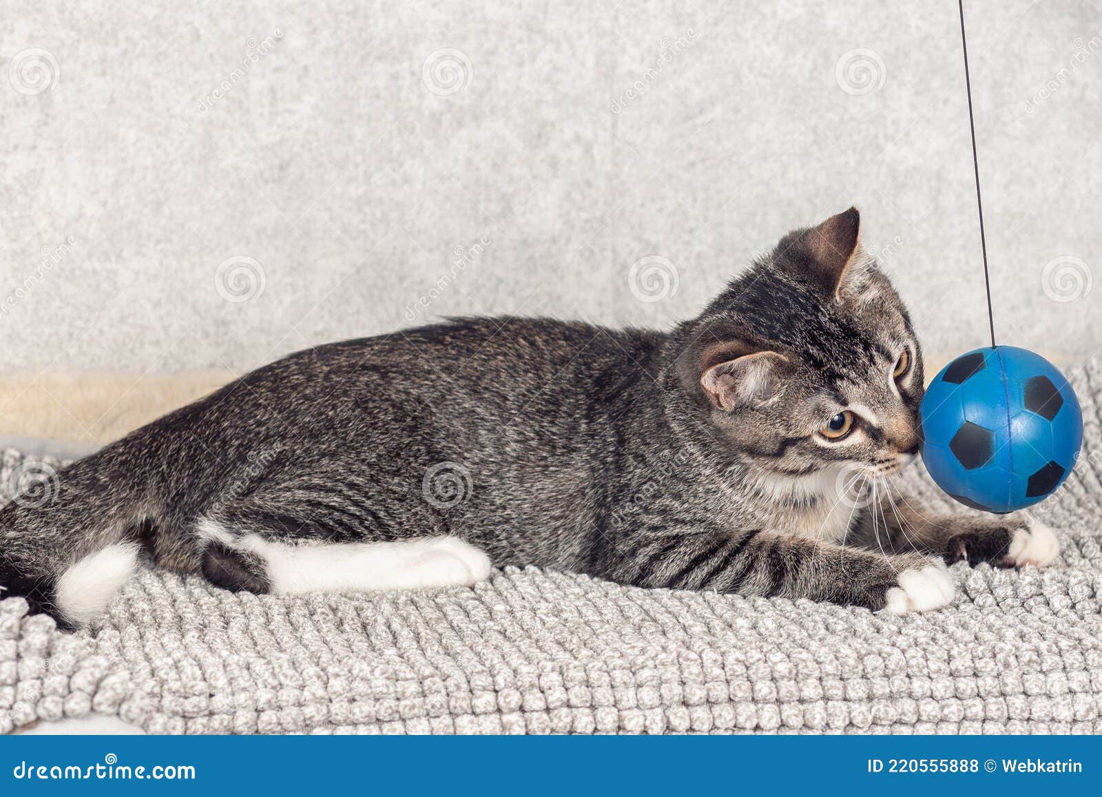 Um Gatinho De Macaco Listrado Brinca Com Um Travesseiro De Laranja Com Um  Buraco No Meio. Foto de Stock - Imagem de pequeno, estudo: 216670804