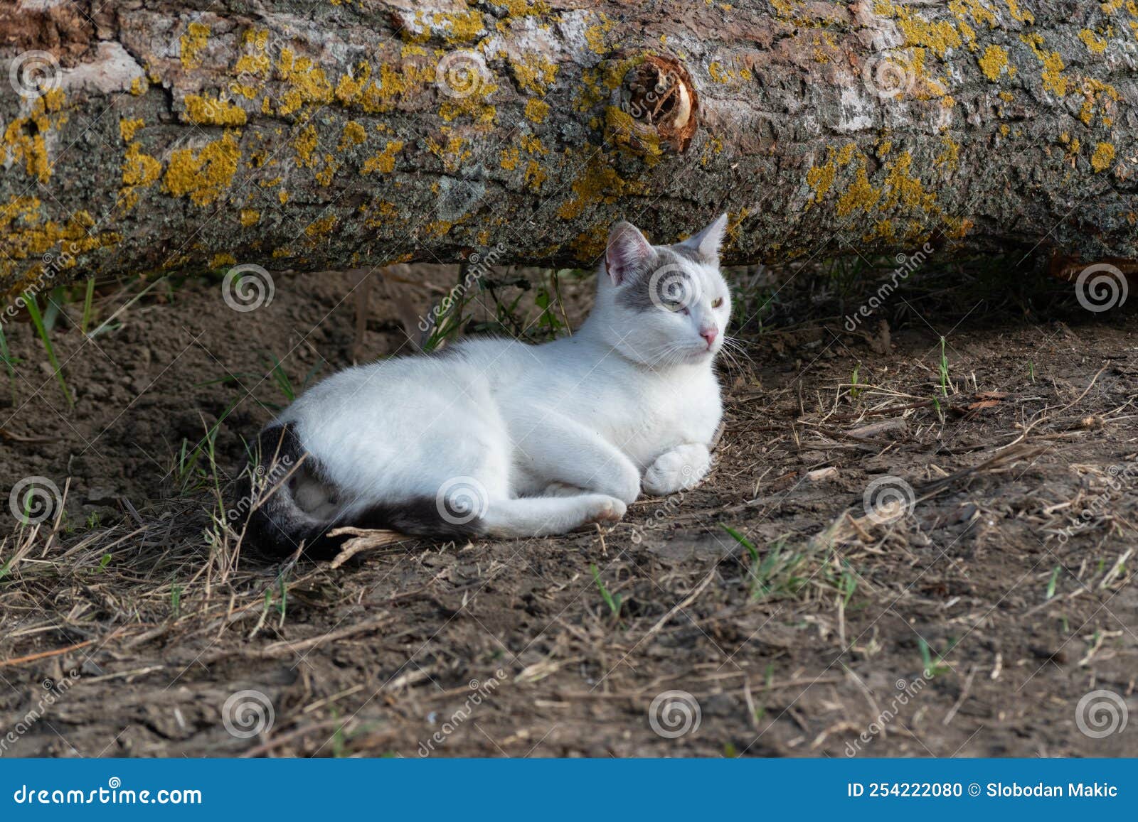 Um desenho de um gato preto e branco com um rosto branco e manchas pretas e  brancas.