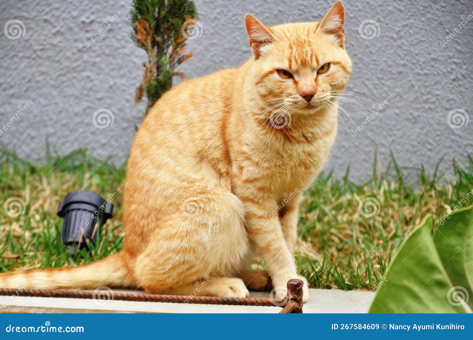 um gato felis catus laranja no quintal sentado