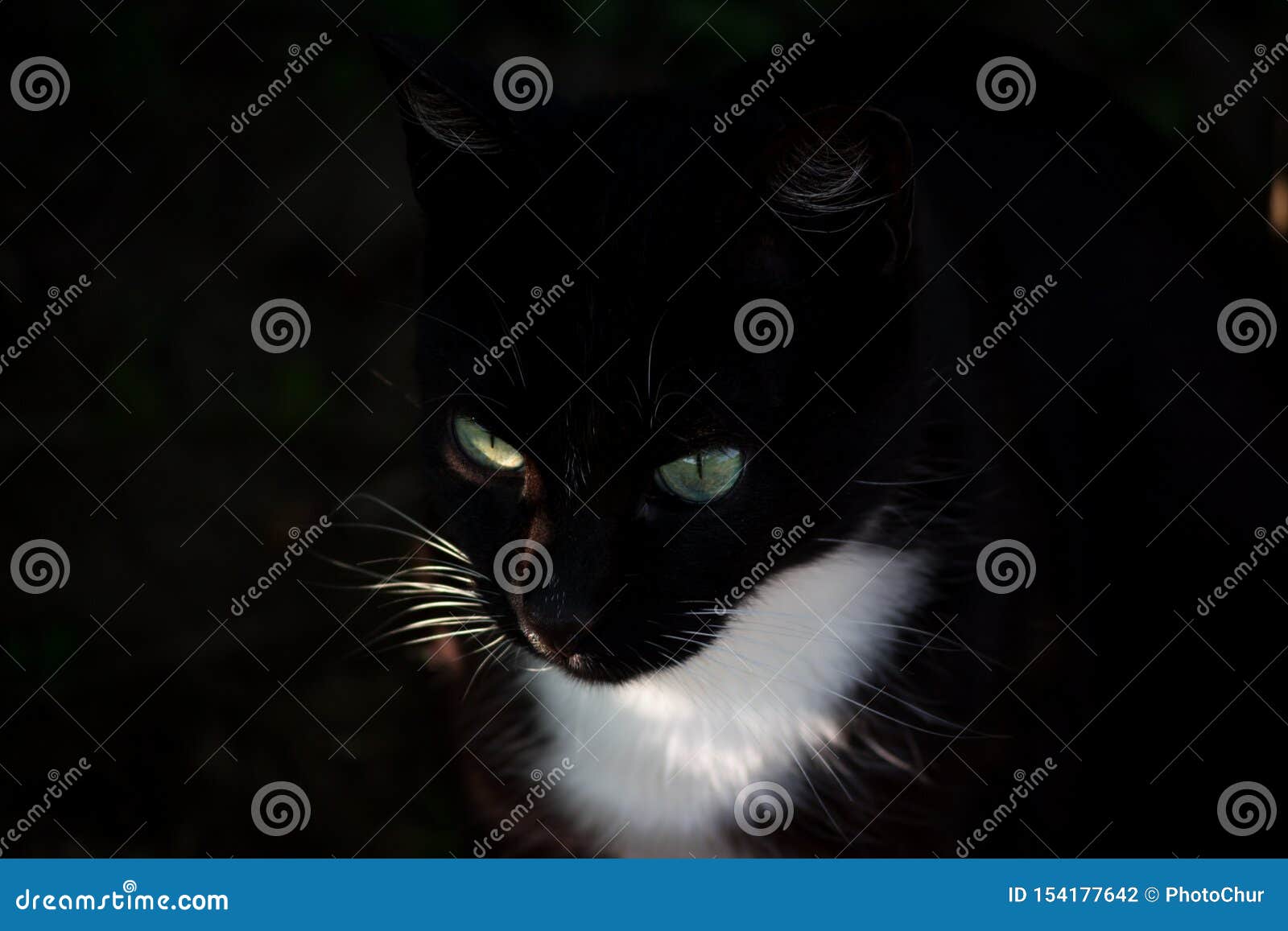 Retrato De Um Gato Preto Com Um Pescoço Branco Olhando Para O Jogo a  Distância Foto de Stock - Imagem de distância, cauda: 221727350