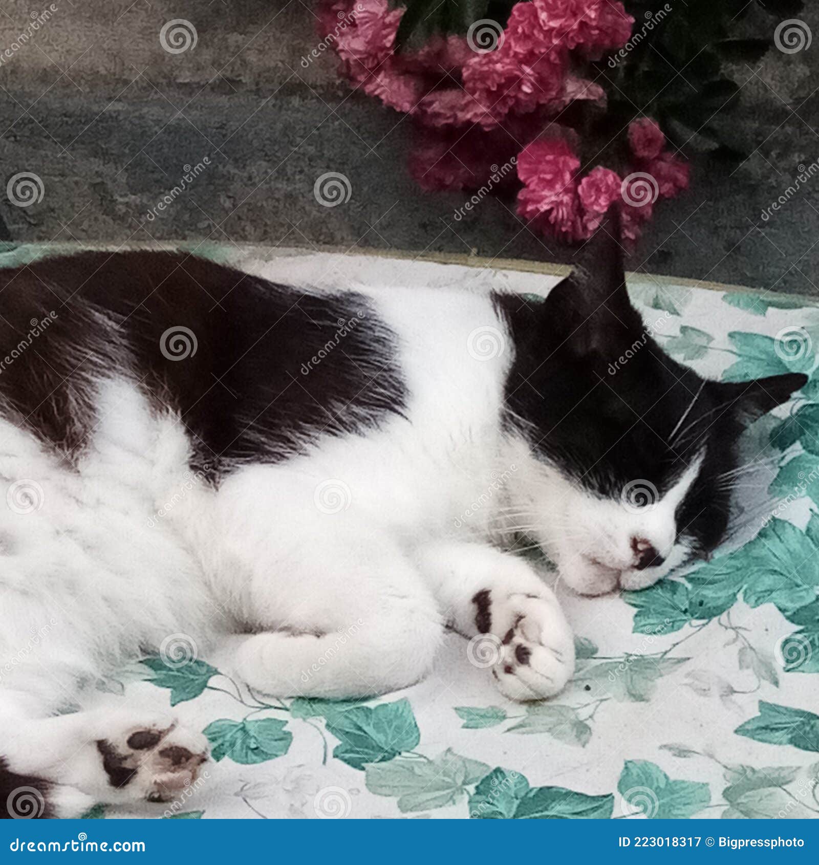 Gato preto e branco dormindo ilustração, gatinho gato, dormir, branco,  animais, gato Como mamífero png