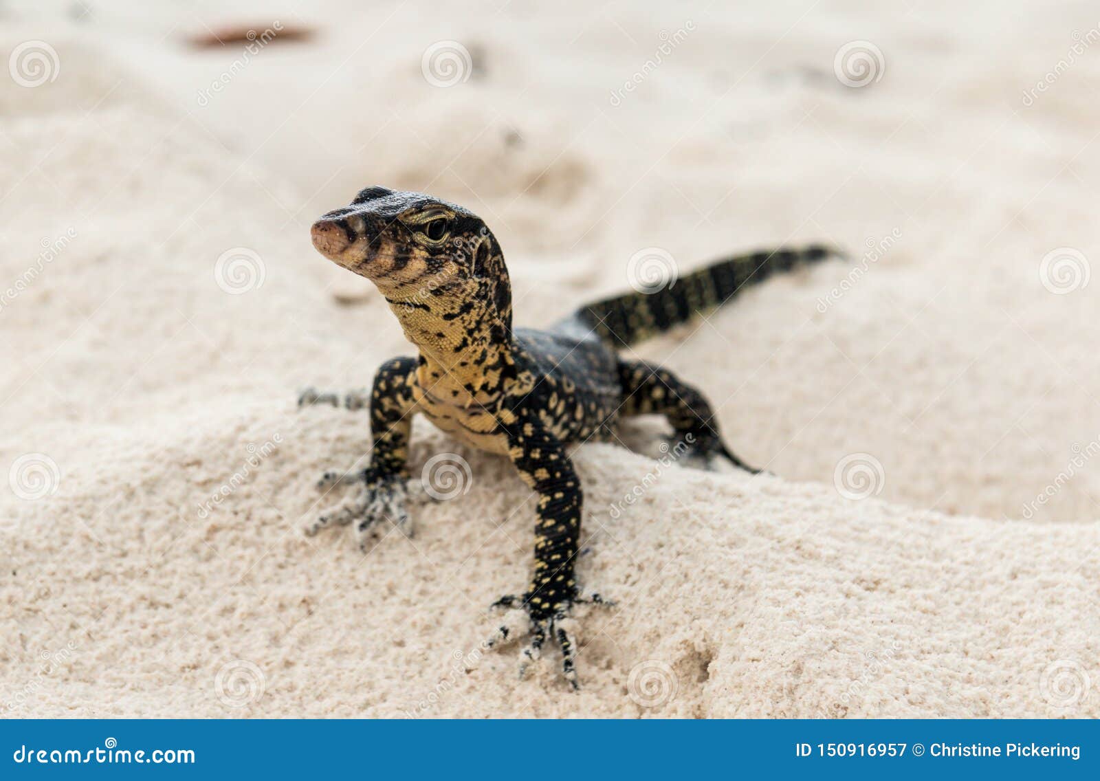 Um geco caça para a rapina em uma praia tailandesa. Um geco, visto aqui em uma praia em Tailândia sul, procurando a rapina em uma tarde brilhante, ensolarada
