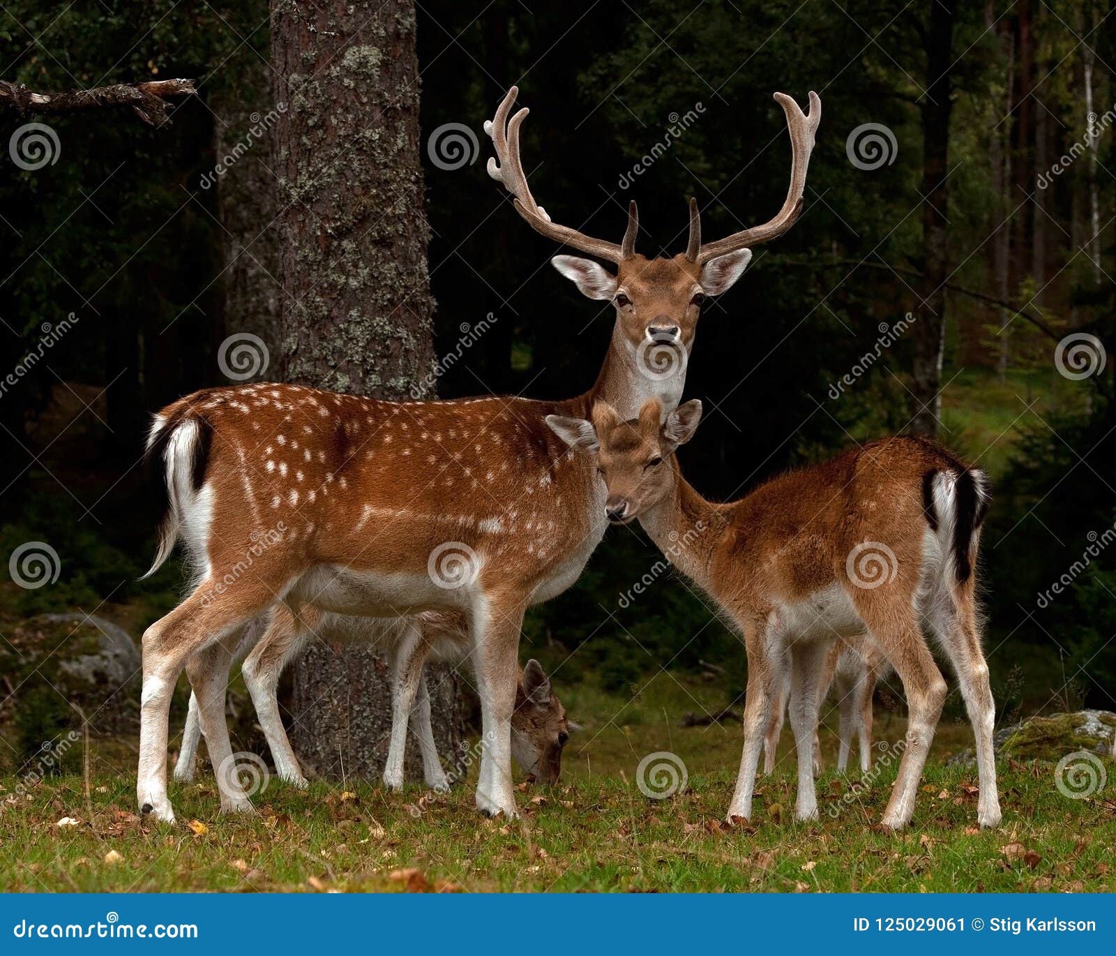 Dois Cervos Fêmeas Pastando Na Grama Verde. Close-up De Animais Dobrados No  Chão Em Busca De Comida Foto Royalty Free, Gravuras, Imagens e Banco de  fotografias. Image 197887492