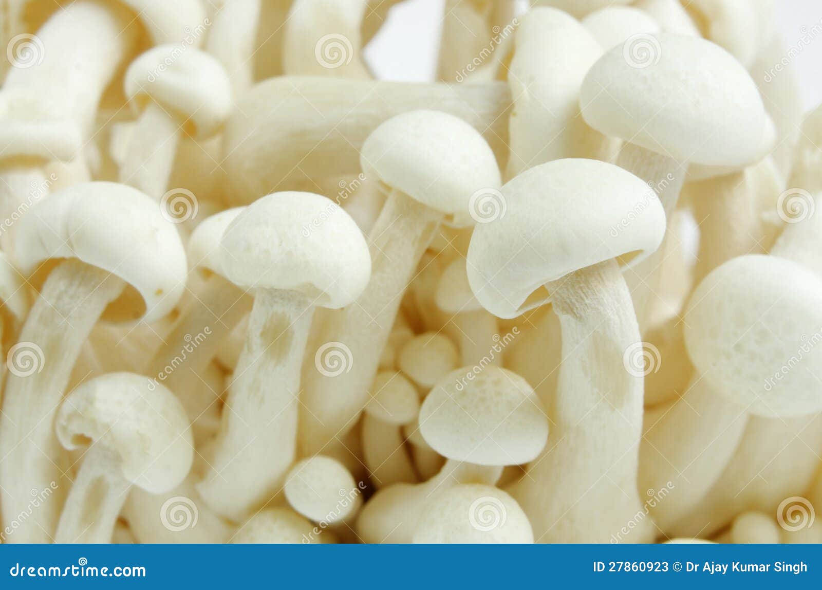 Um Grupo Do Cogumelo De Shimeji Imagem de Stock Imagem de naughty