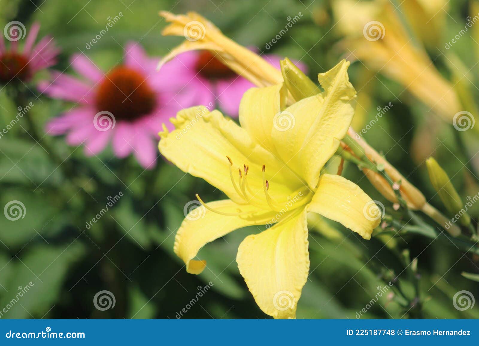 Um lírio amarelo foto de stock. Imagem de alto, perfumado - 225187748