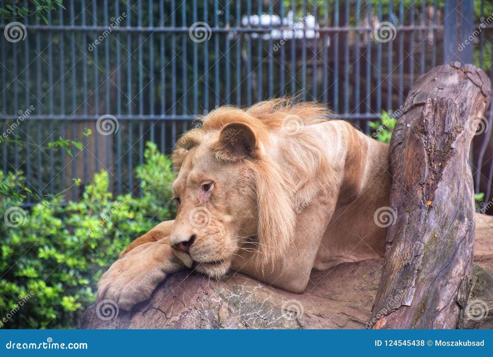 Um Leão Doente E Leão Esfomeado No Jardim Zoológico Foto de Stock - Imagem  de jardim, zoológico: 124545438