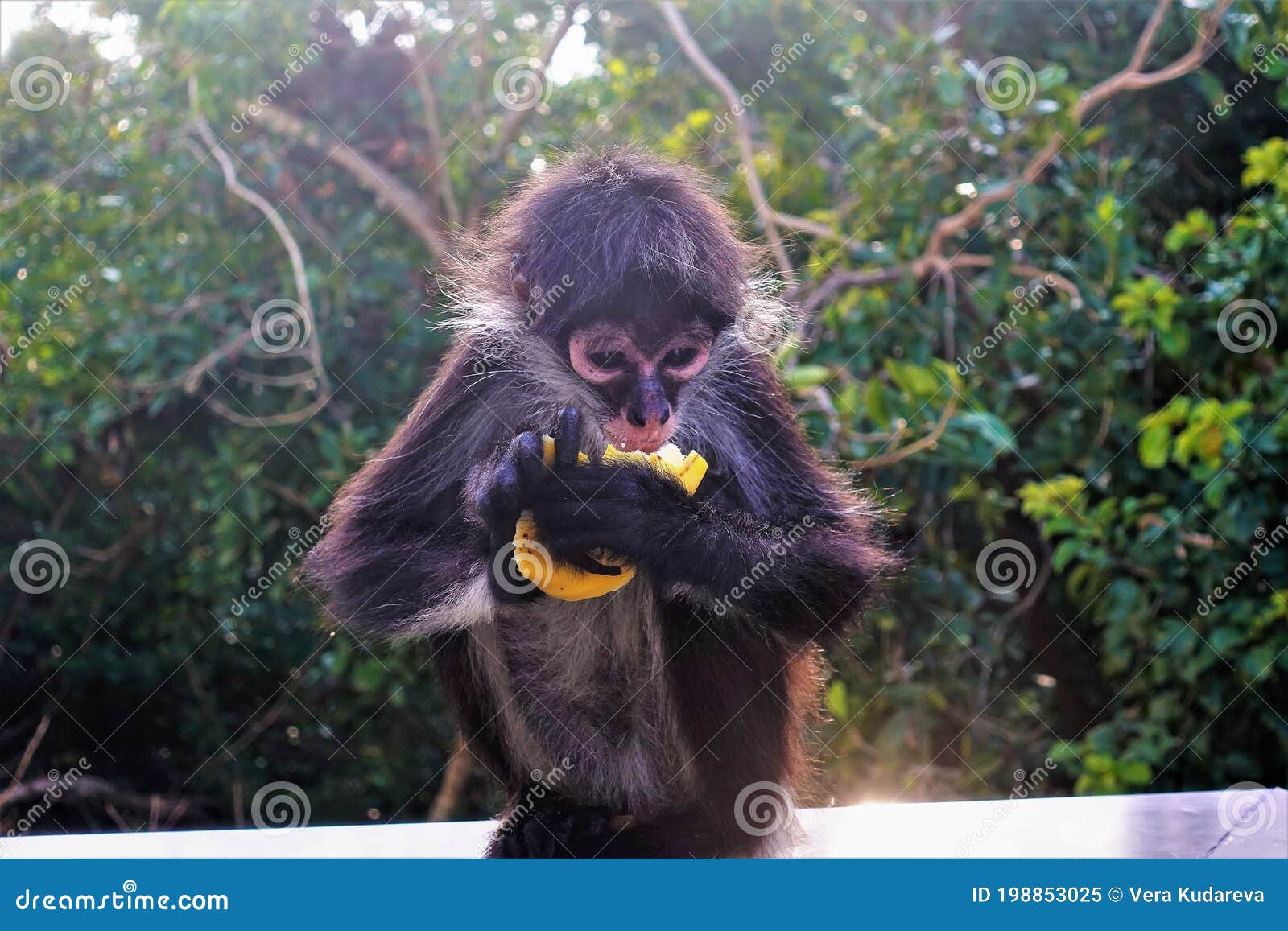 Foto de Preto Macacoaranha e mais fotos de stock de Macaco-aranha