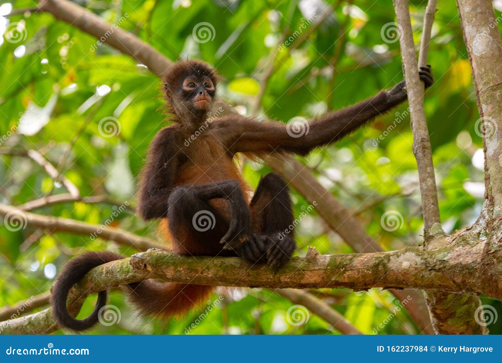 Macaco-aranha-de-geoffroy Fotografia, Fotos