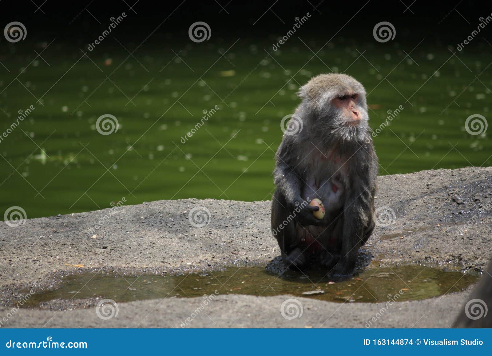 Fundo Retrato De Um Macaco Chimpanzé Da áfrica Na Floresta Tropical Da  Selva Retrato De Um Chimpanzé Foto E Imagem Para Download Gratuito - Pngtree