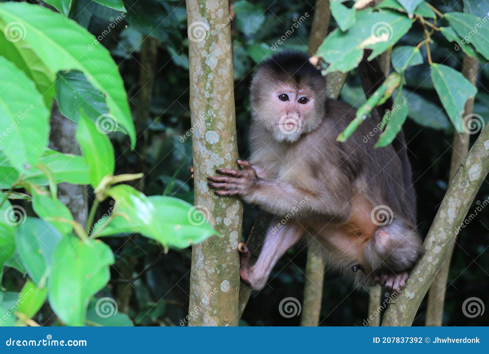 Mamíferos: Macaco-prego-de-peito-branco (Cebus albifrons)