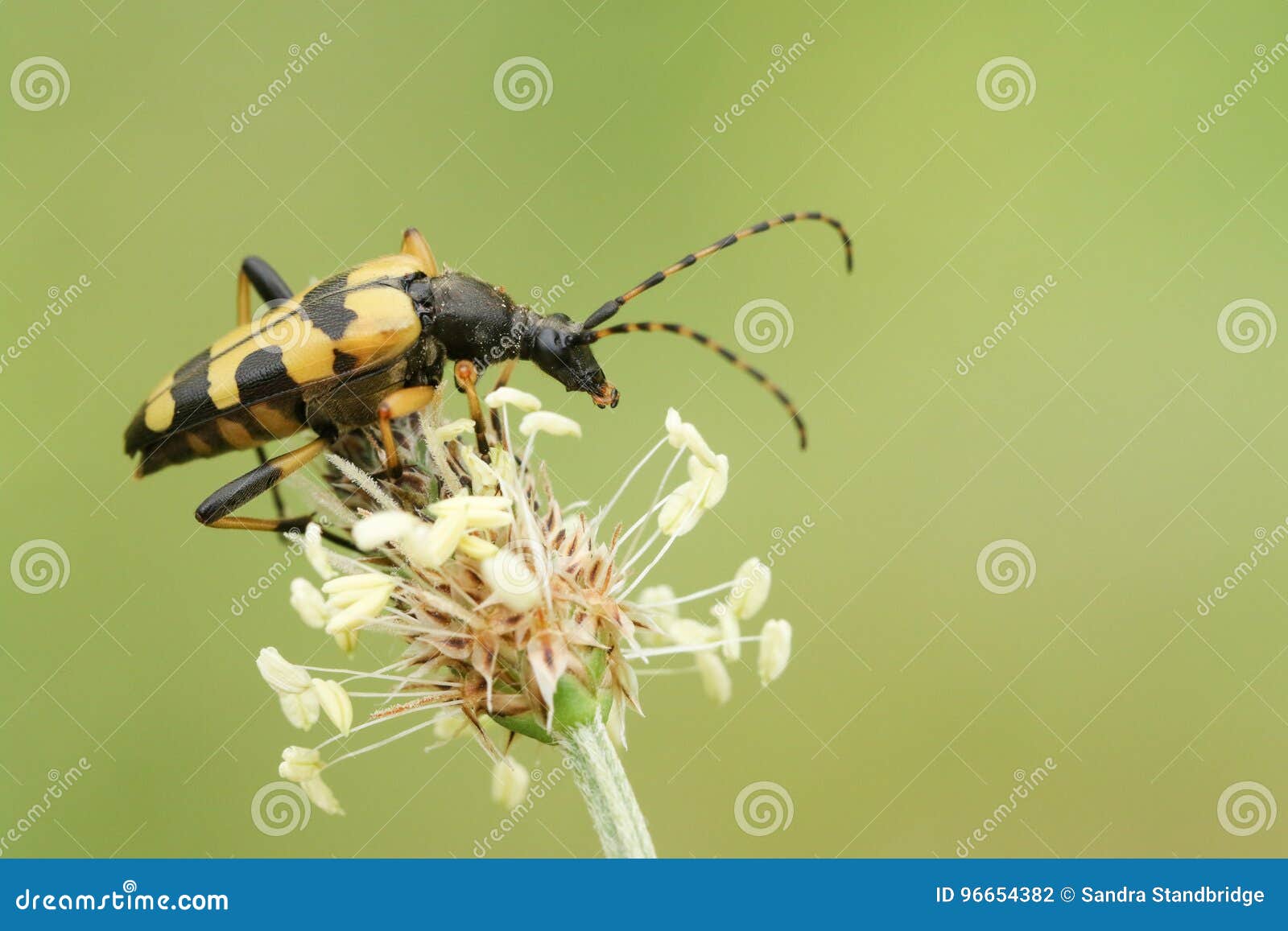 Featured image of post Besouro Amarelo Com Preto : Venha conhecer nossa seção #amocasa e descubra dicas incríveis para decorar e receber seus convidados sempre com muito estilo.