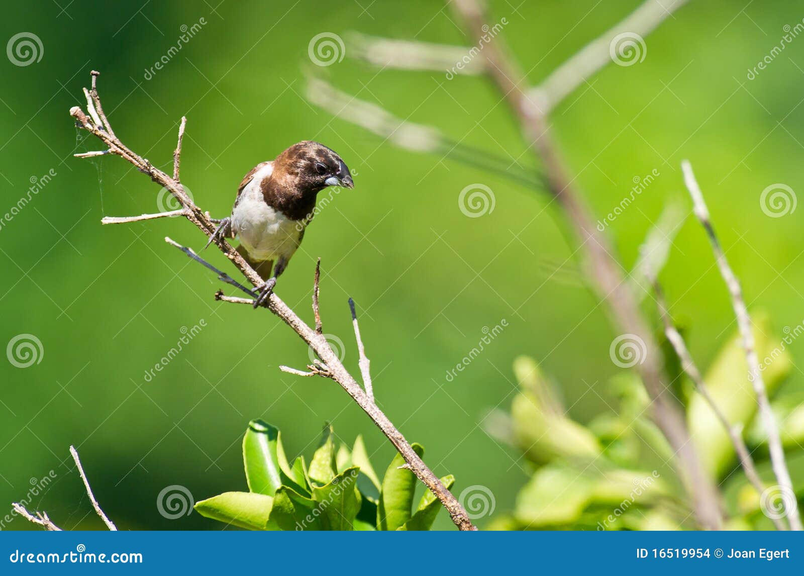 Um Mannikin De Bronze No Sol Foto de Stock Imagem de adulto, marrom