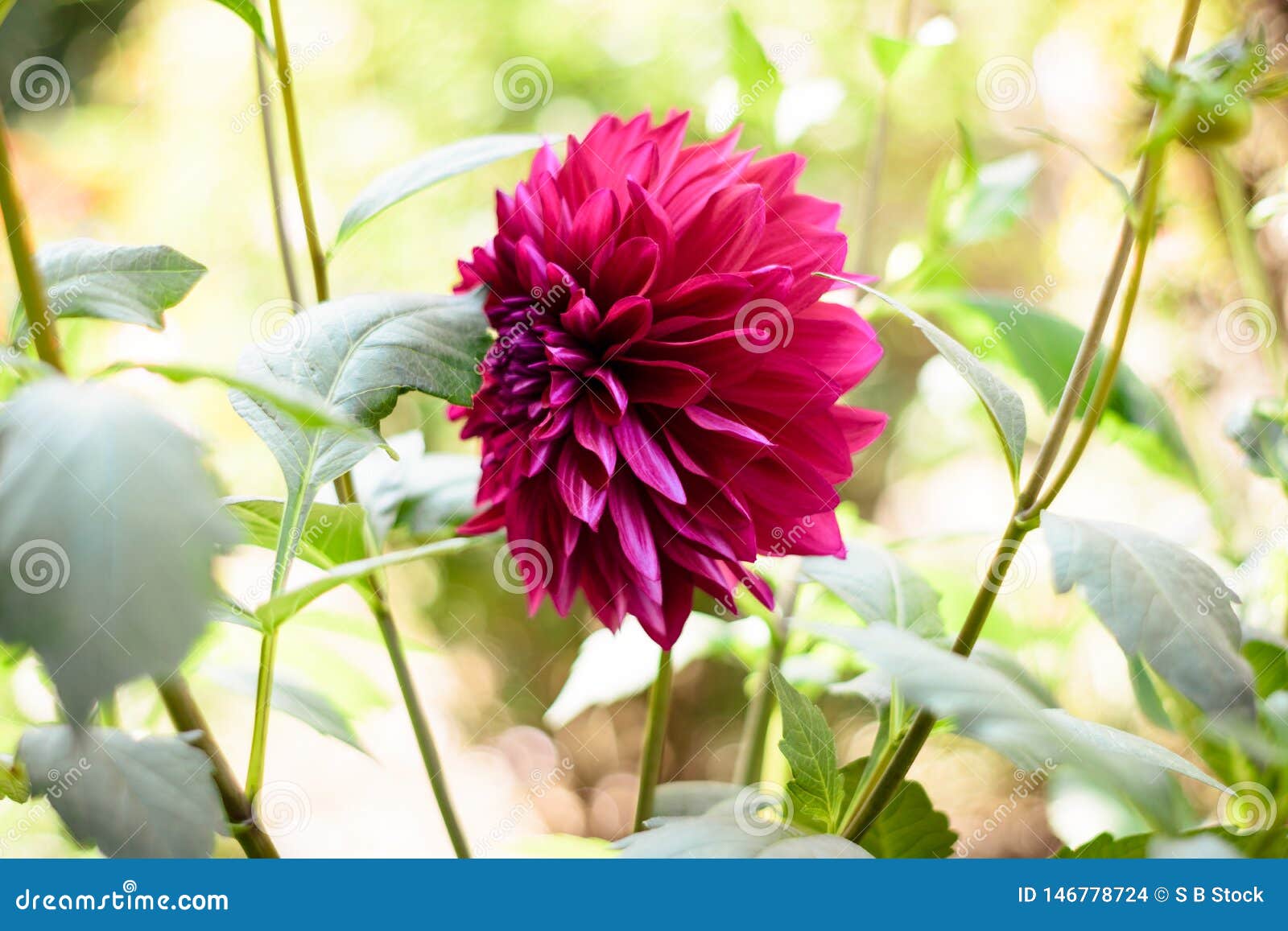 Um membro vermelho da flor A da dália do Asteraceae ou do Compositae dicotiledónio, um gênero de plantas constantes espessas, tub. Um membro vermelho da flor A da dália do Asteraceae ou do Compositae dicotiledónio, um gênero das plantas constantes espessas, tuberosas, herbáceas, relativas à espécie de girassol, de margarida, de crisântemo, e de zinnia