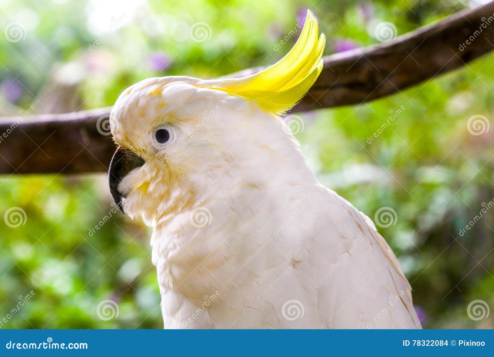 Um Passaro Branco Bonito Da Cacatua Foto De Stock Imagem De Passaro Cacatua 78322084