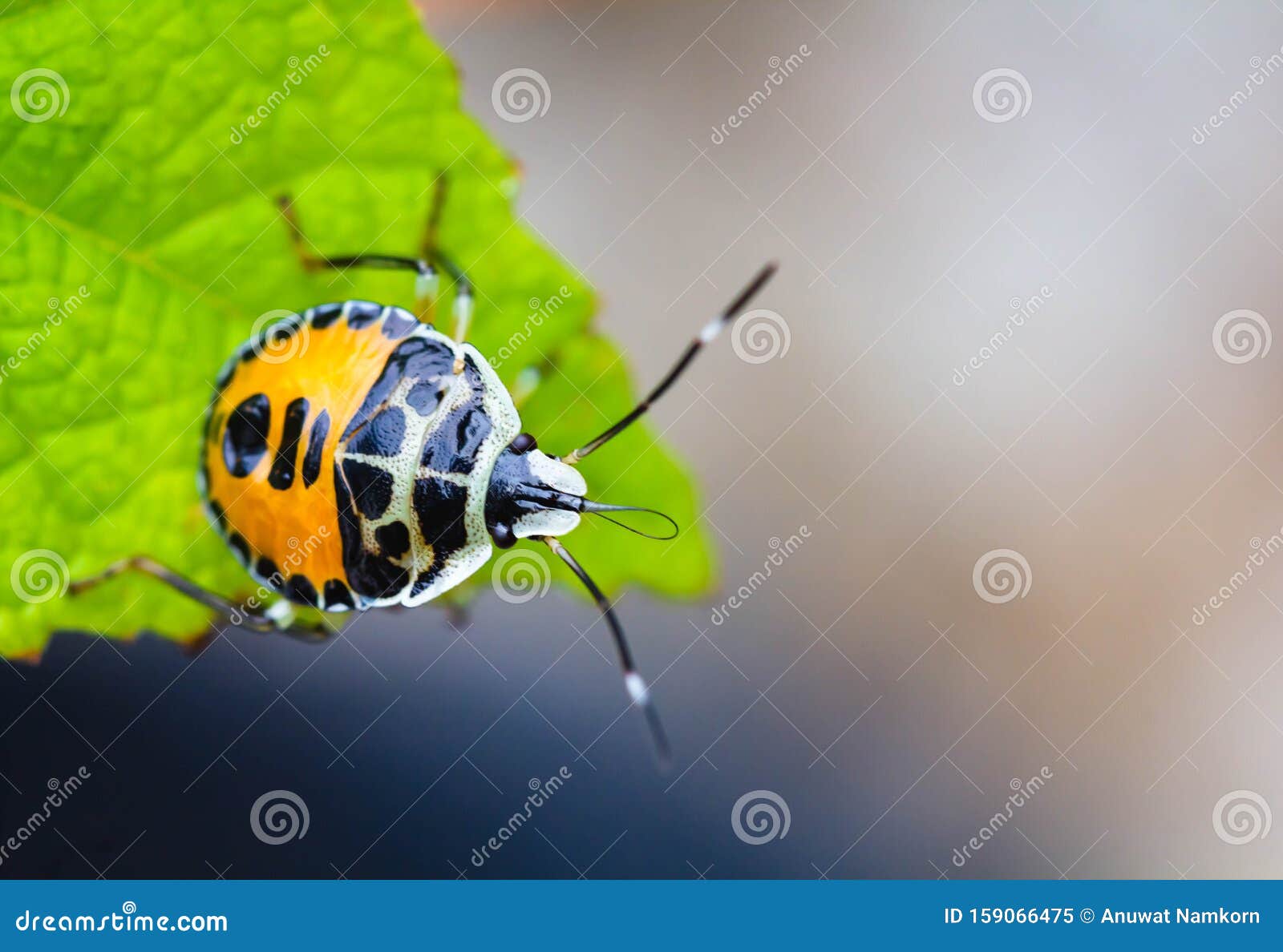 Featured image of post Besouro Pequeno Preto E Amarelo Este servicio gratuito de google traduce instant neamente palabras frases y p ginas web del espa ol a m s de 100 idiomas y viceversa