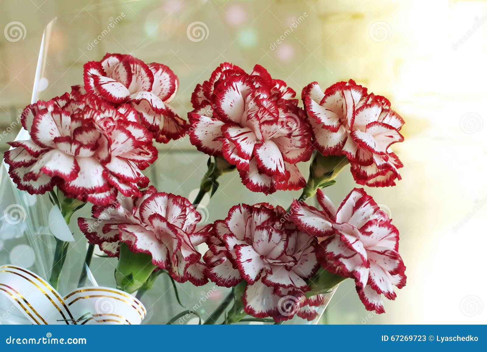 Um Ramalhete De Cravos Vermelhos E Brancos Imagem de Stock - Imagem de  colorido, fresco: 67269723