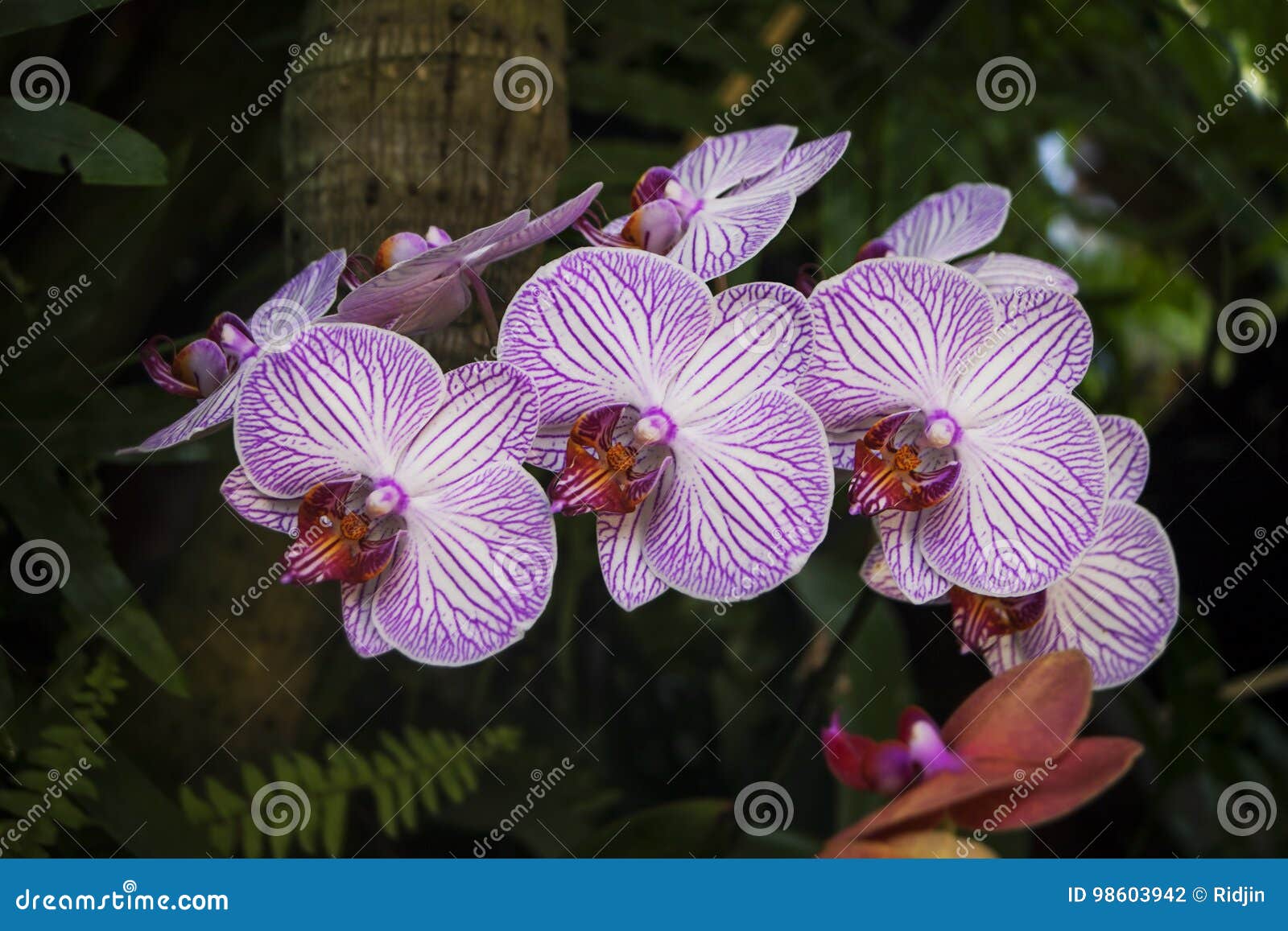Um Ramo Das Orquídeas Com Flores Brancas E De Listras Roxas Nas Folhas Foto  de Stock - Imagem de planta, puro: 98603942