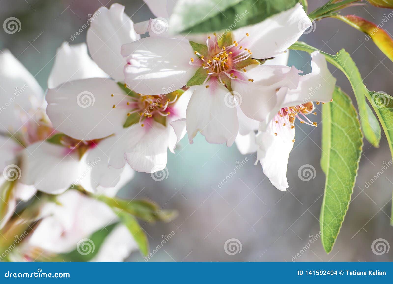 Um ramo de uma árvore de amêndoa belamente de florescência na primavera Pétalas brancas do close-up com estames e as folhas amarelos